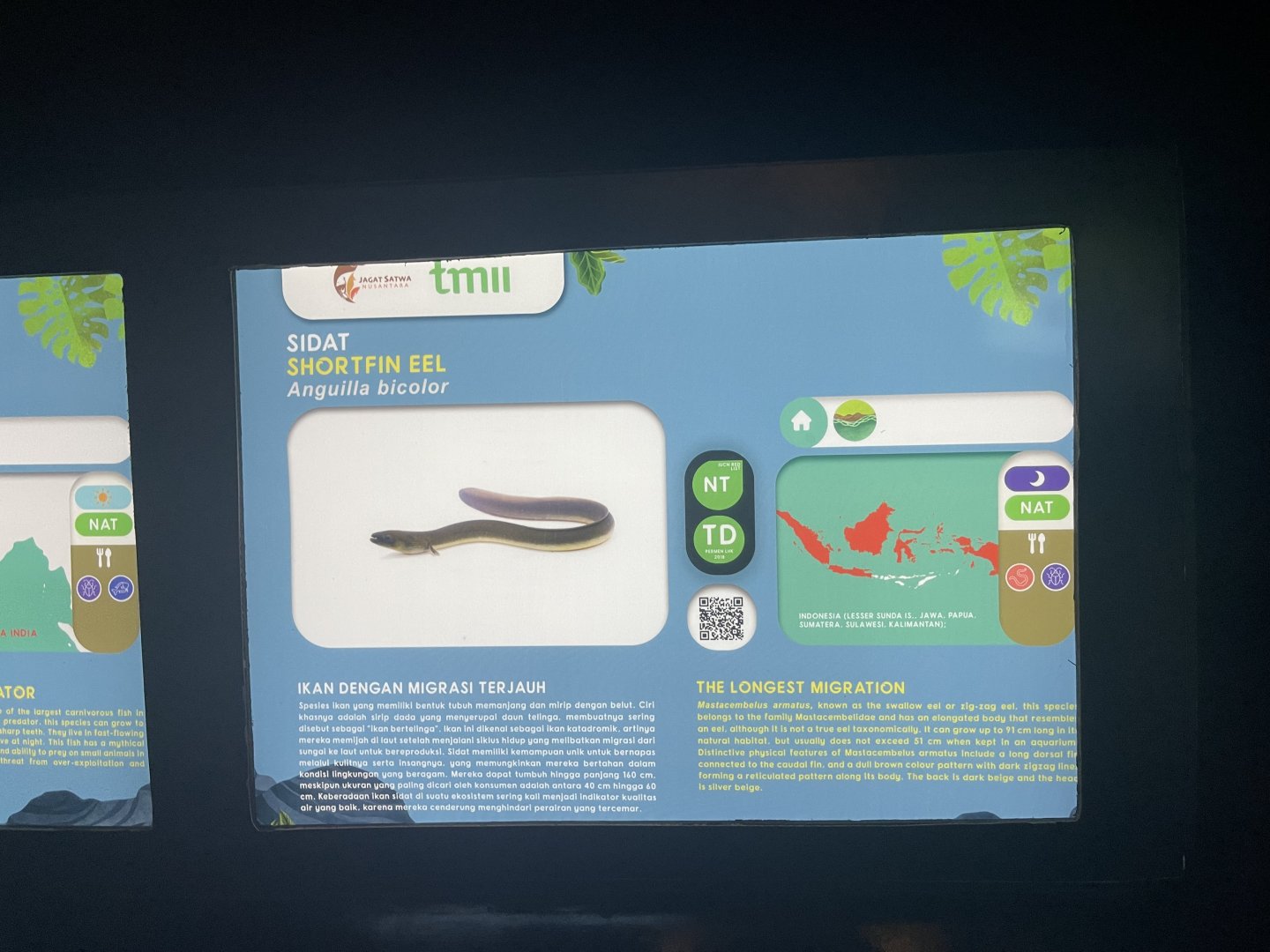 shortfin eel signage - dunia air tawar