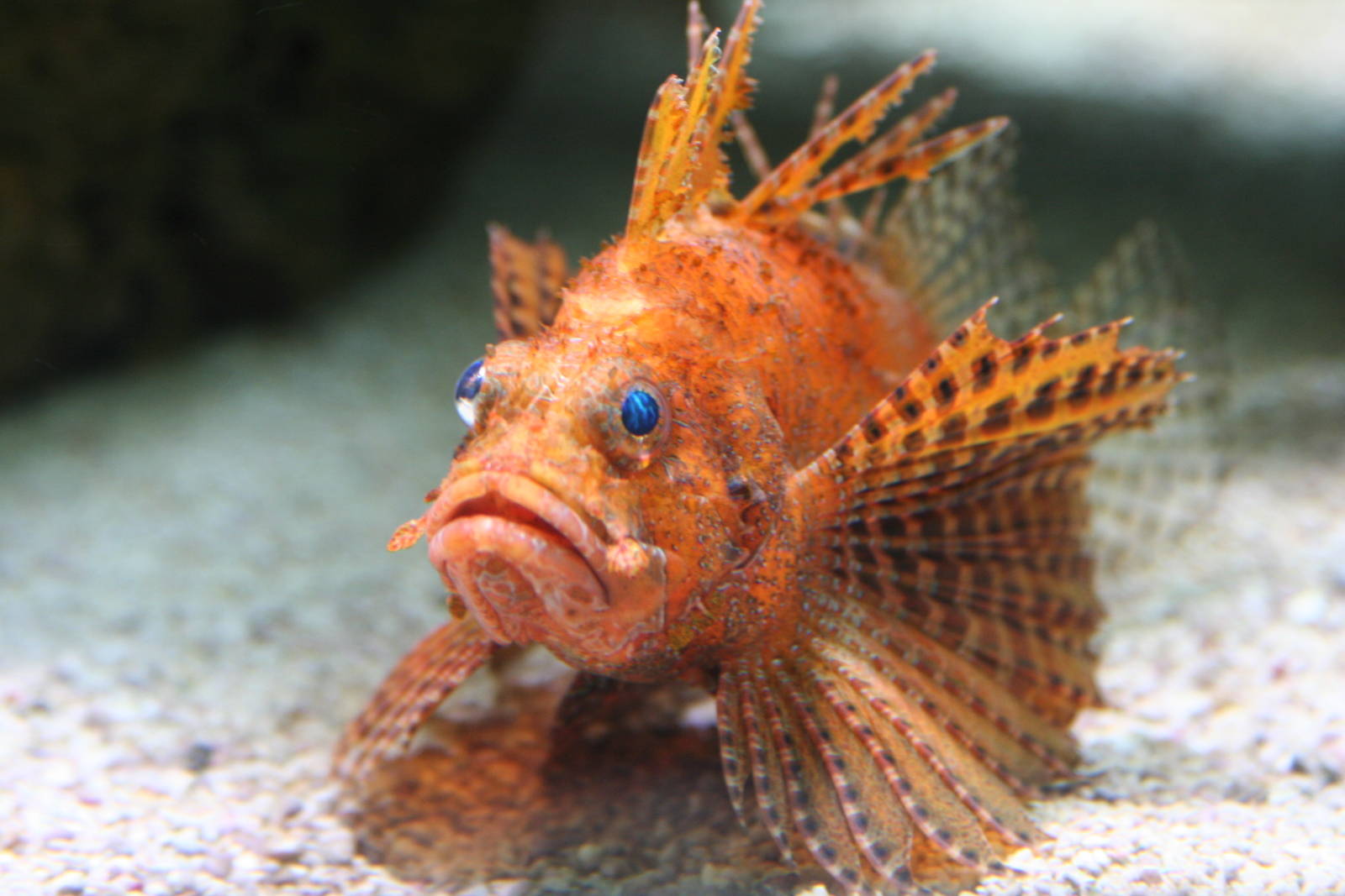 Shortfin Lionfish @ Chester; 26.01.2012