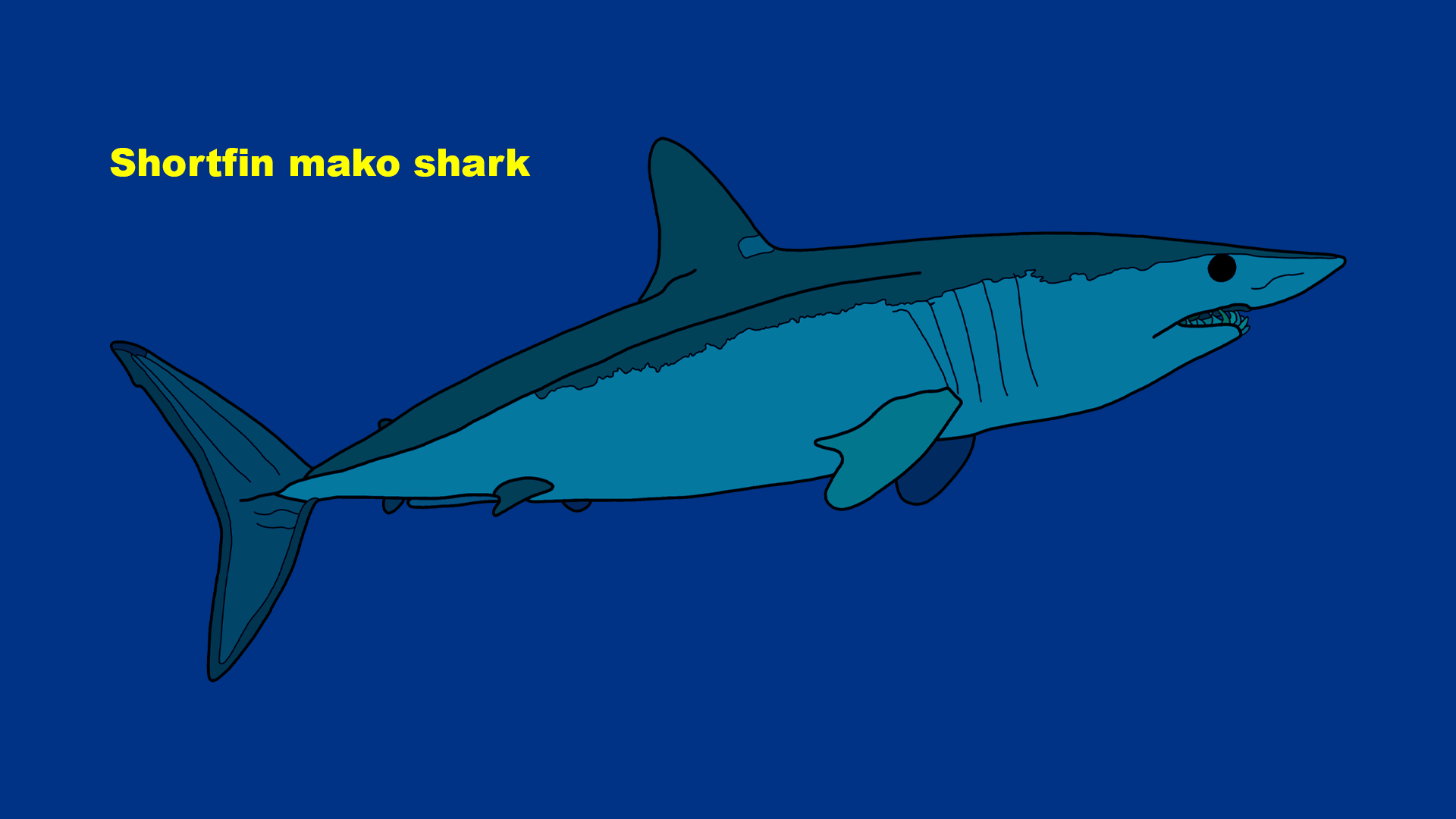 Shortfin mako shark (Isurus oxyrinchus)