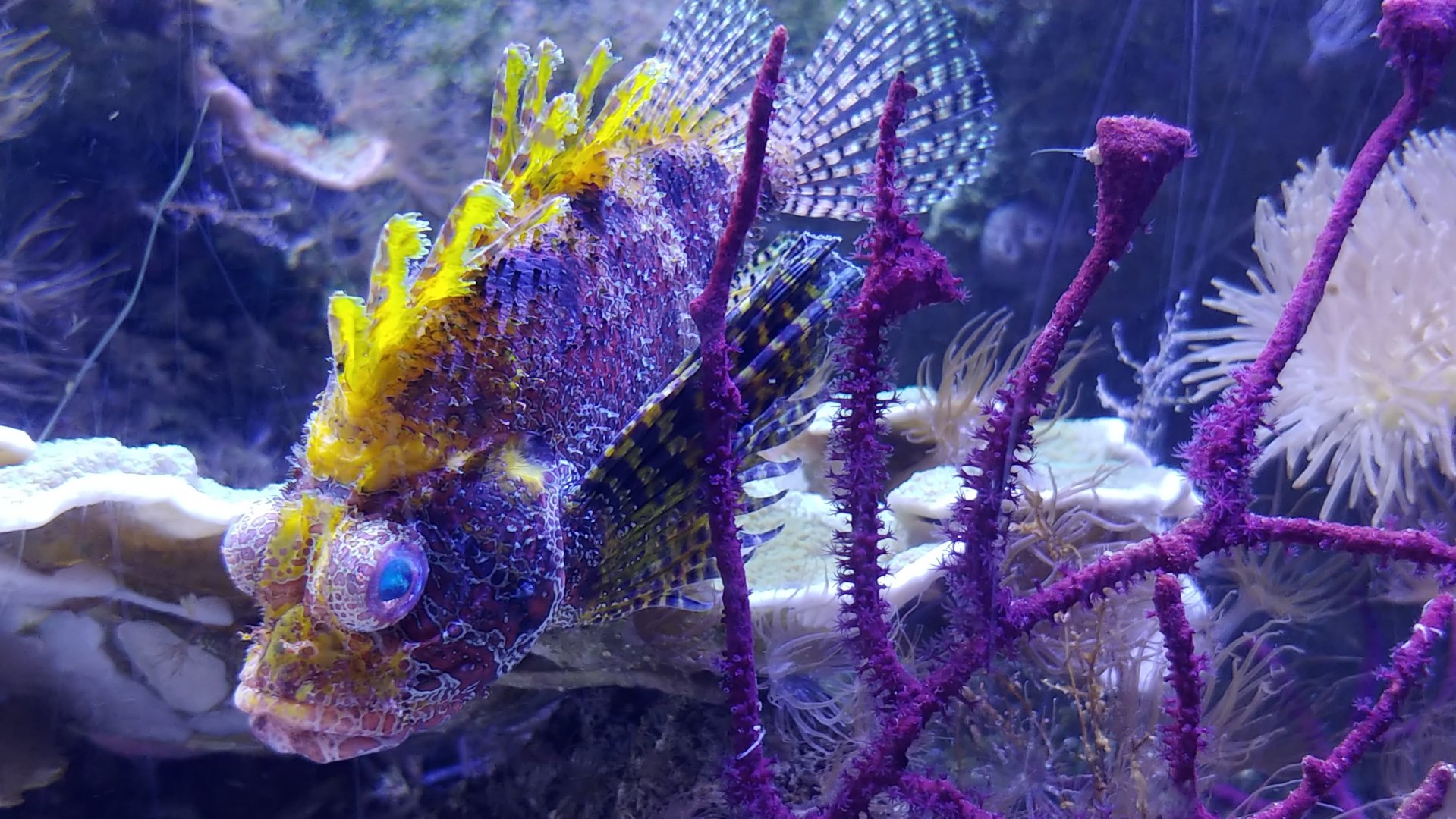Shortfin turkeyfish