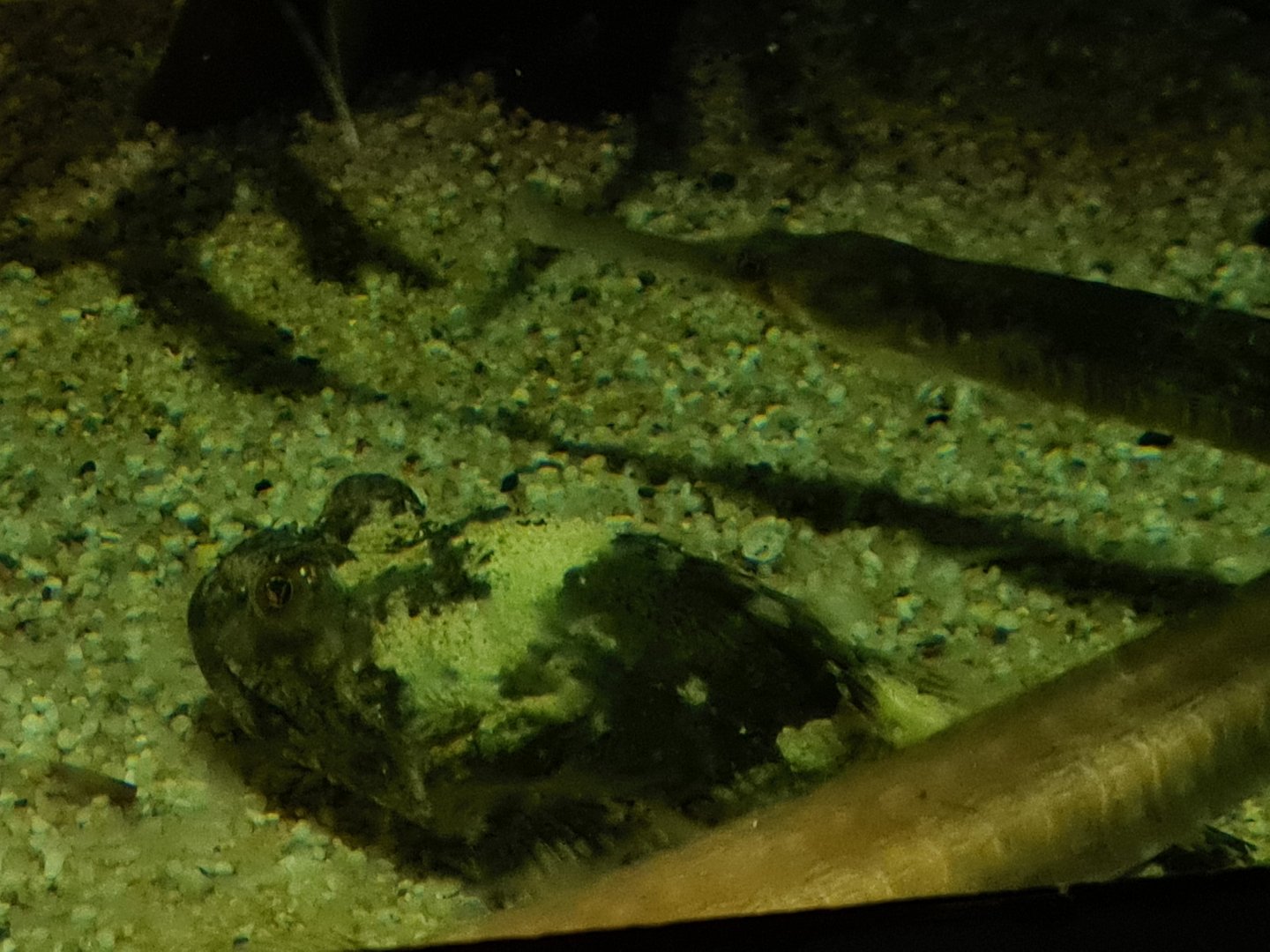 Shorthorn sculpin and Greater pipefish in pipefish tank