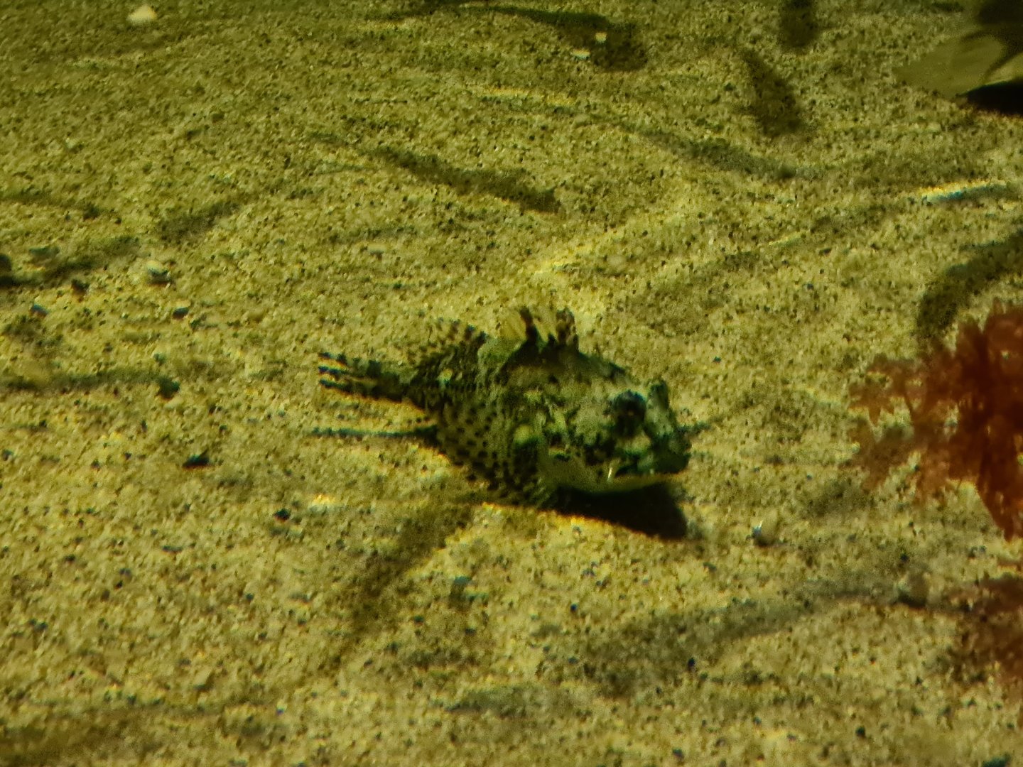 Shorthorn sculpin in Wadden tank