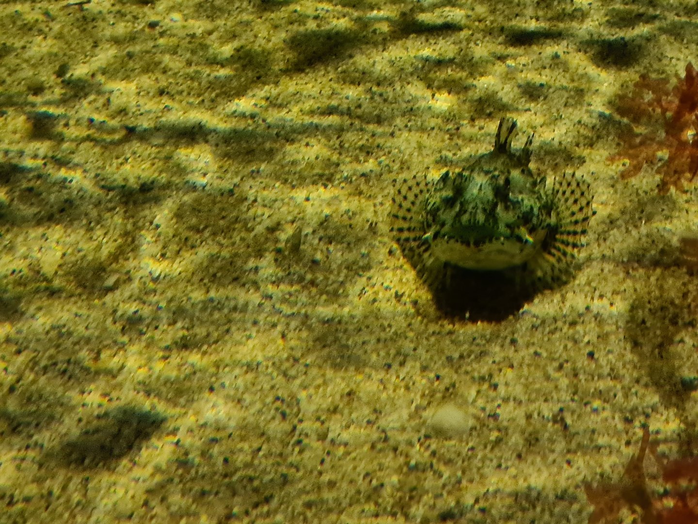 Shorthorn sculpin in Wadden tank