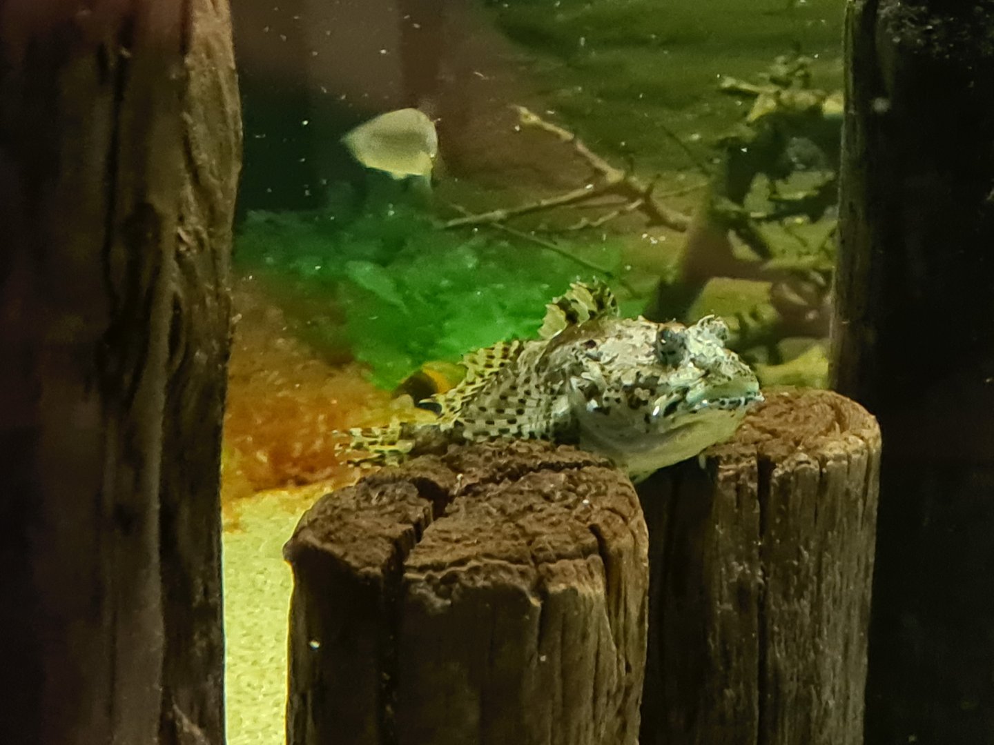 Shorthorn sculpin in Wadden tank
