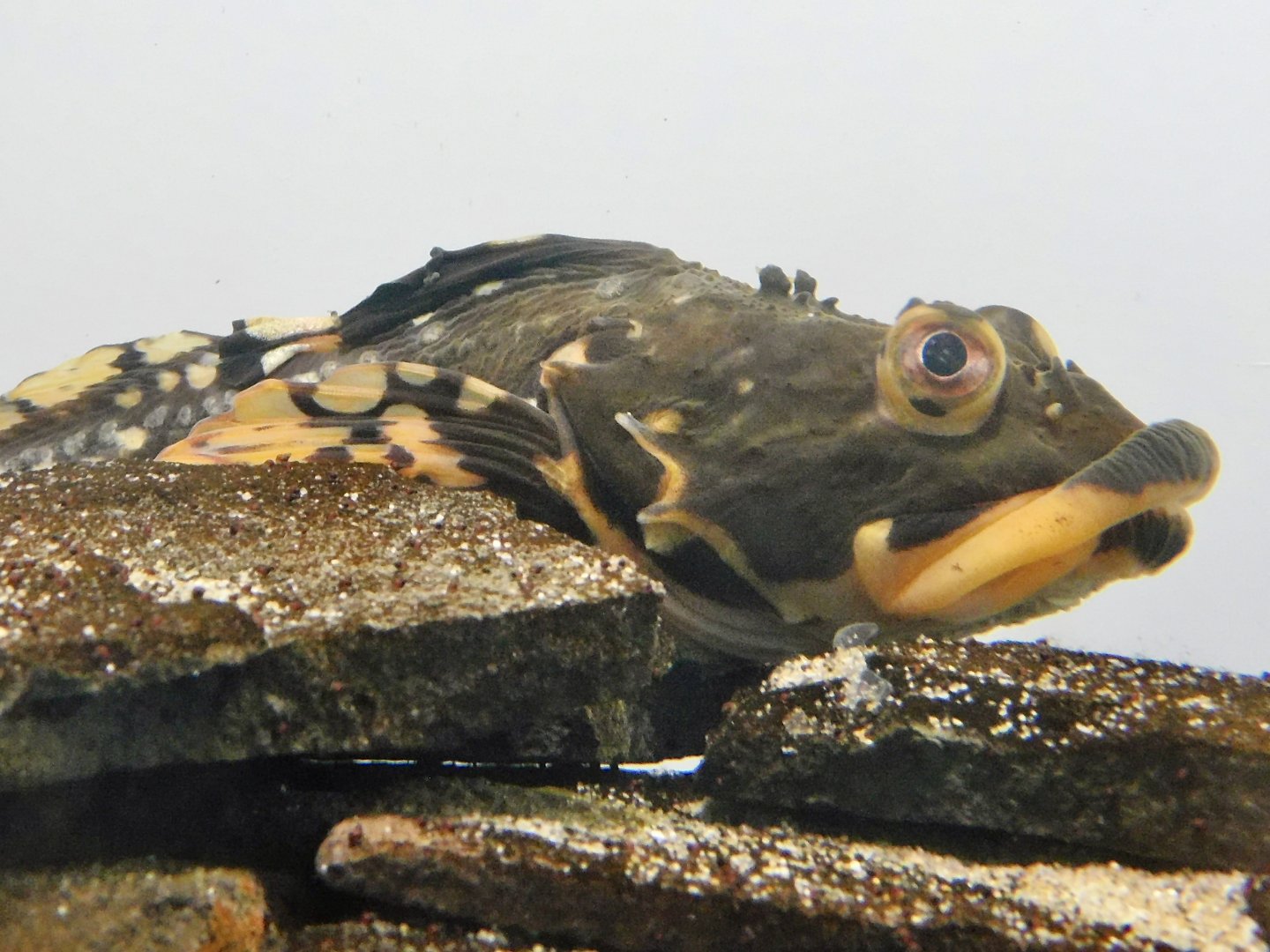 Shorthorn Sculpin (Myoxocephalus scorpius) November 8, 2025