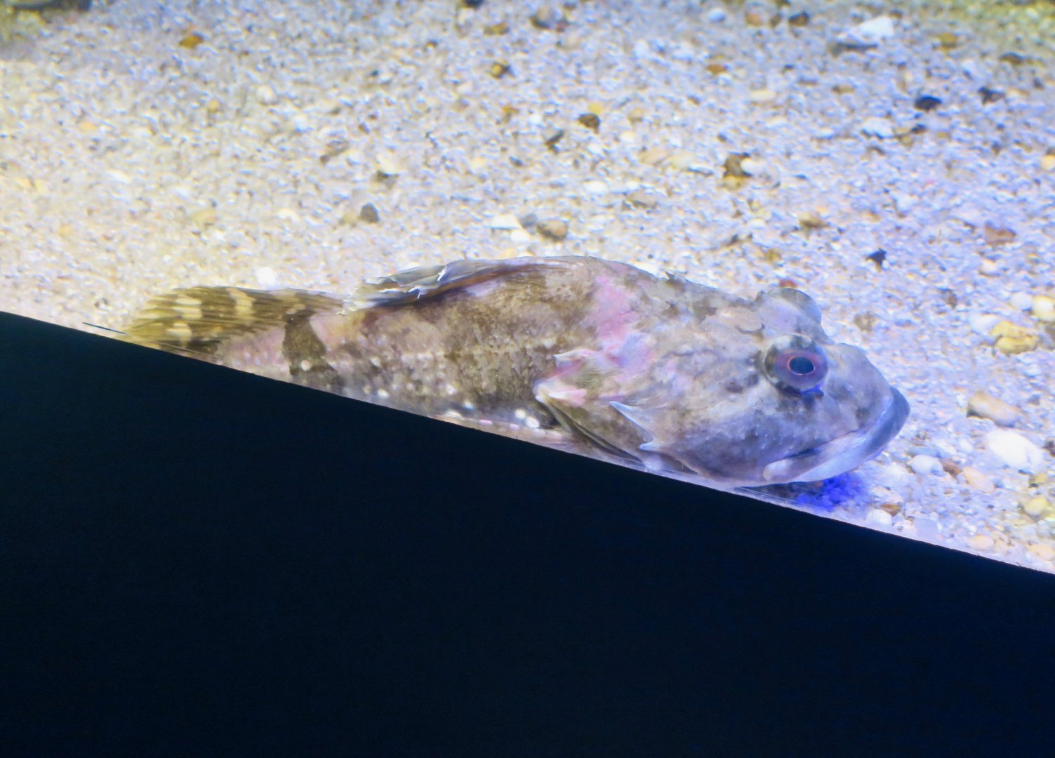Shorthorn Sculpin (Myoxocephalus scorpius)