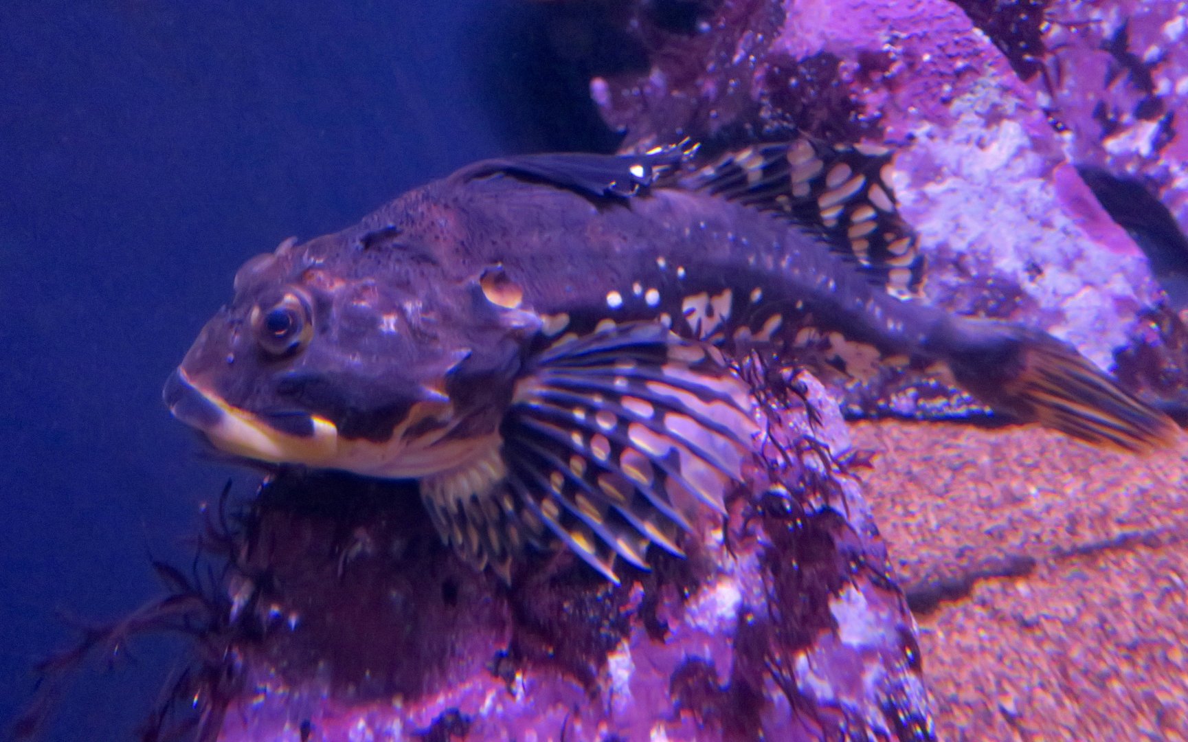 Shorthorn Sculpin (Myoxocephalus scorpius)