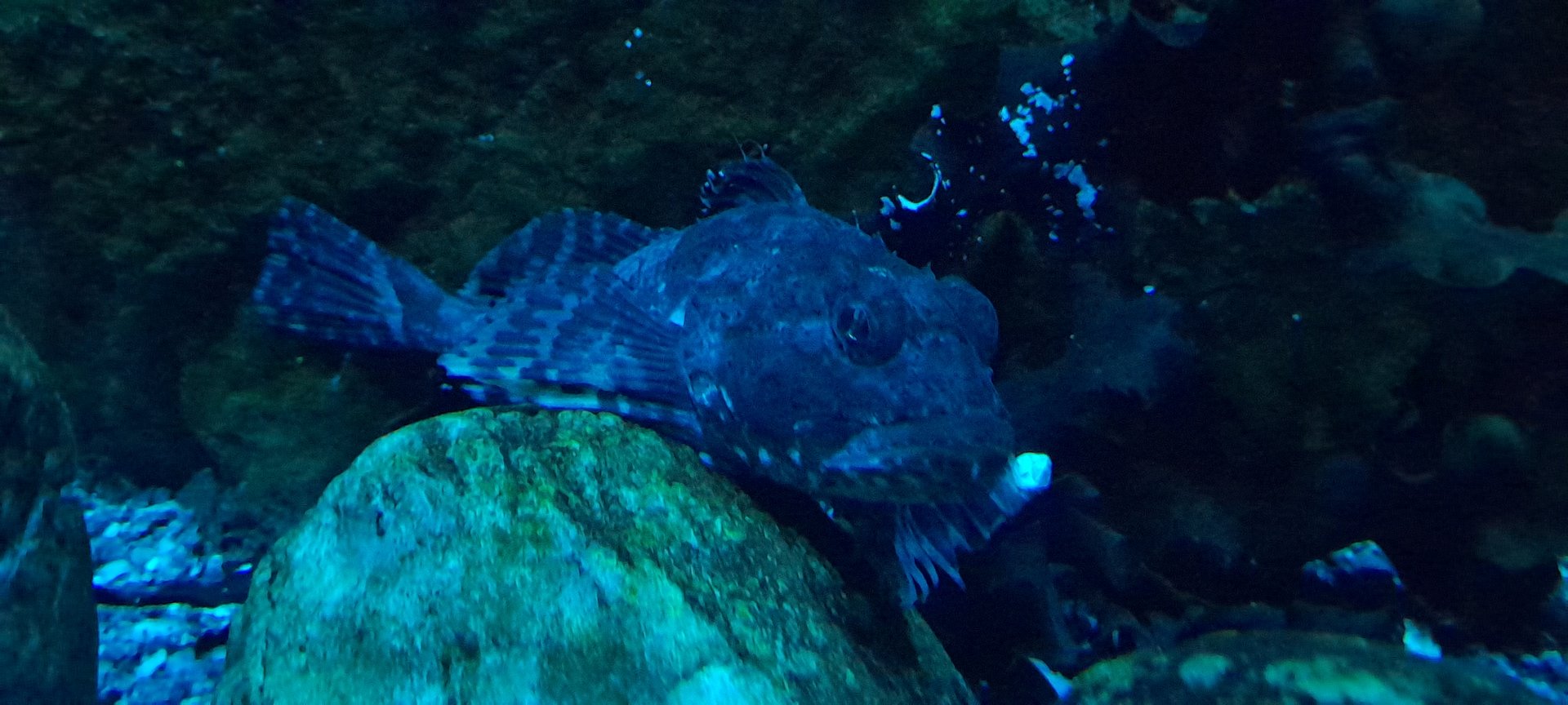 Shorthorn sculpin (Myoxocephalus scorpius)