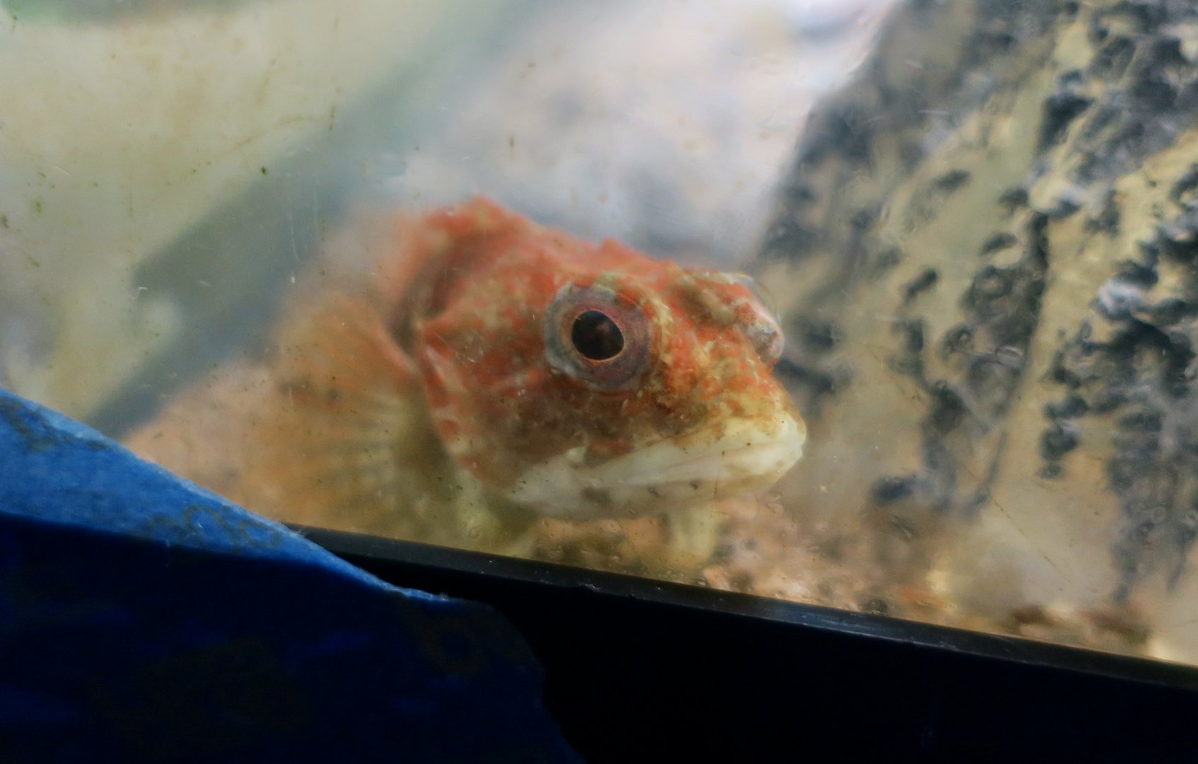 Shorthorn Sculpin (Myoxocephalus scorpius)