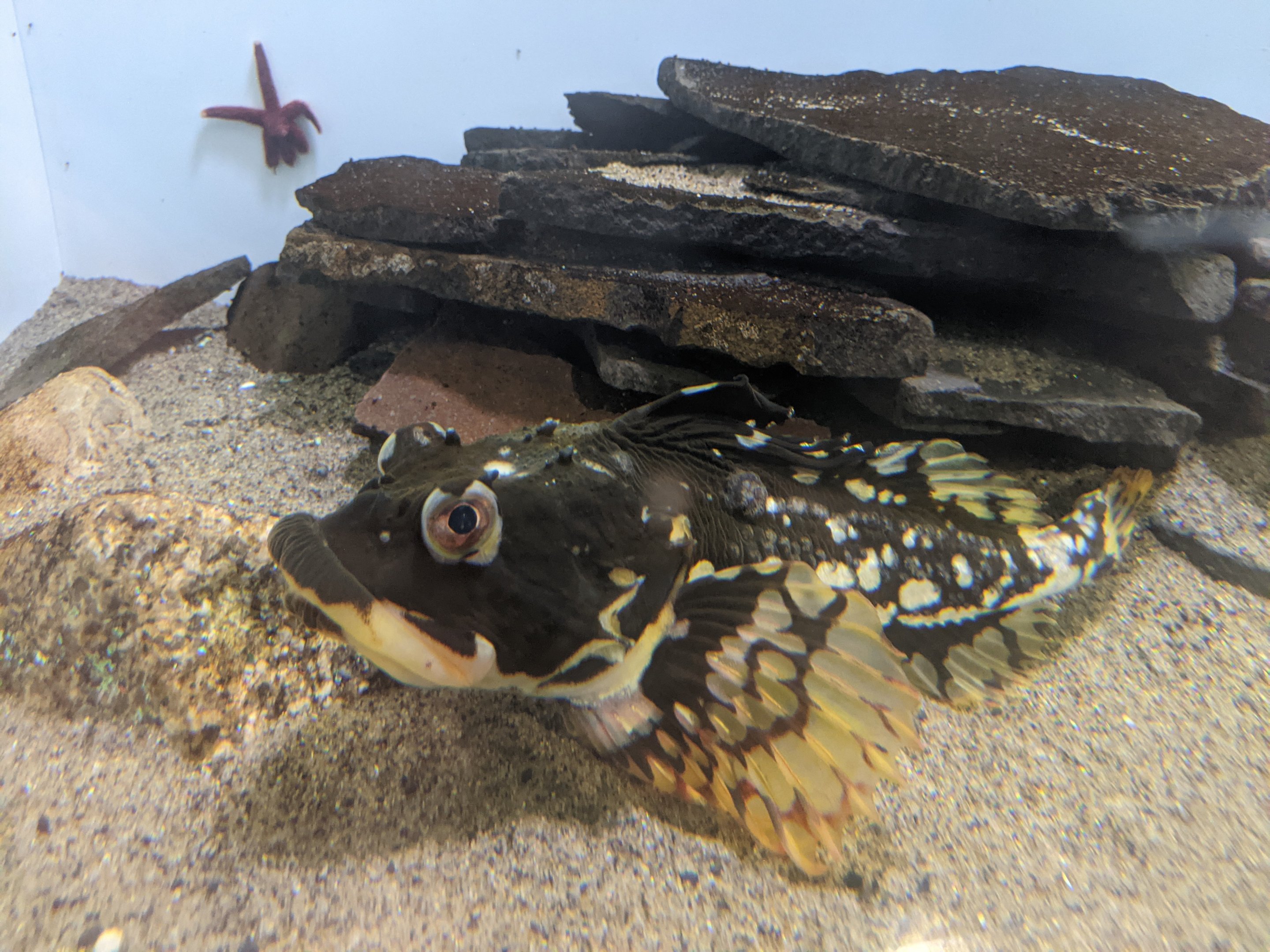 Shorthorn Sculpin (Myoxocephalus scorpius)