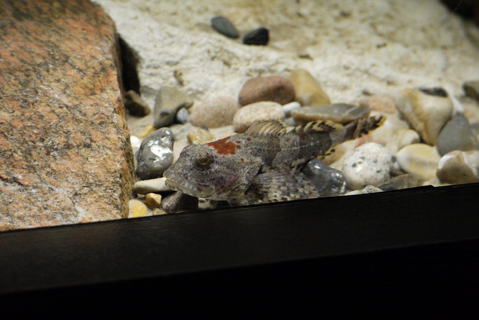 Shorthorn Sculpin