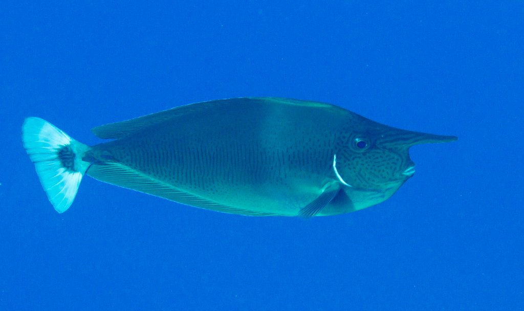 Shorthorned (Spotted) Unicornfish