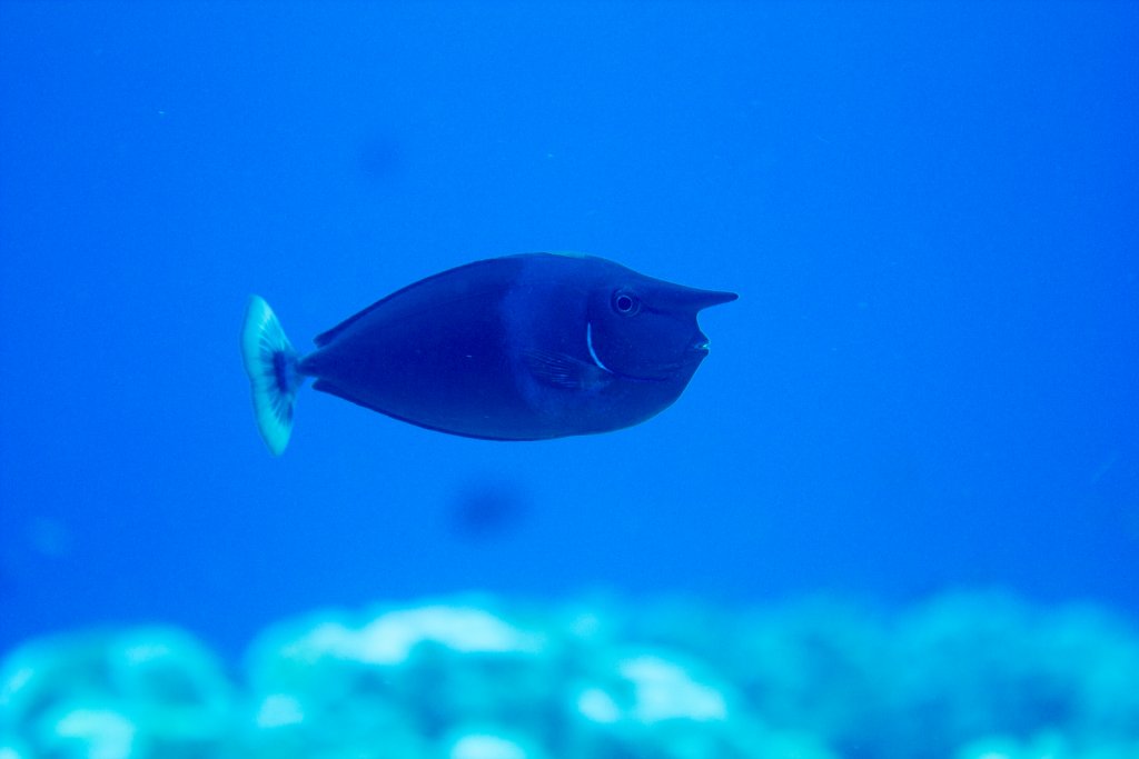 Shorthorned Unicornfish (aka Spotted Unicorfish)
