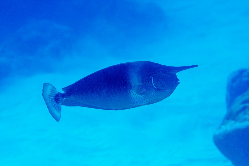 Shorthorned Unicornfish