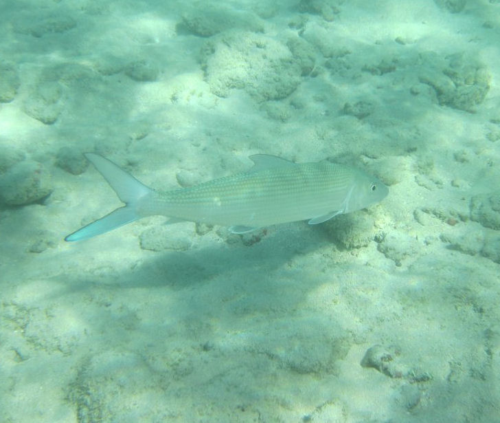 Shortjawed Bonefish