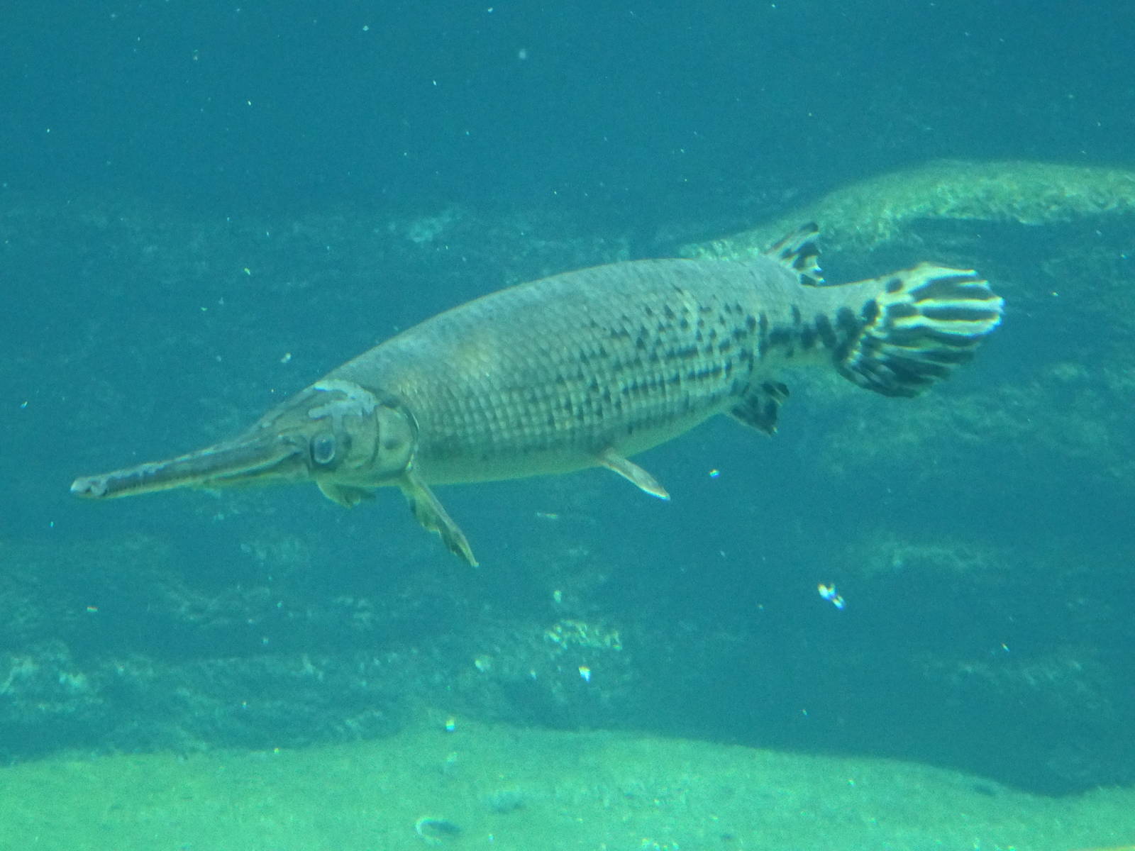 Shortnose Gar (?) at SeaWorld Orlando
