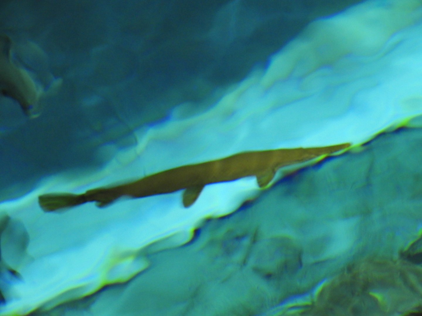 Shortnose Gar (Lepisosteus platostomus)