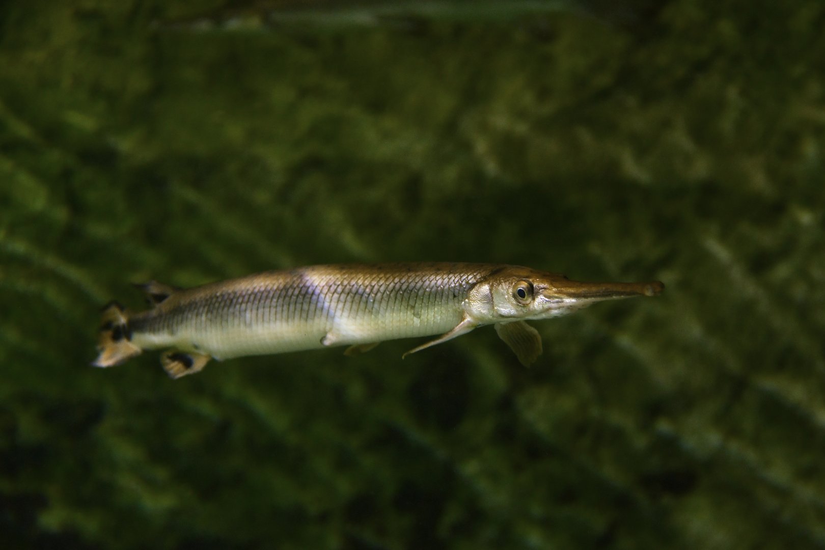 Shortnose gar (Lepisosteus platostomus) ?