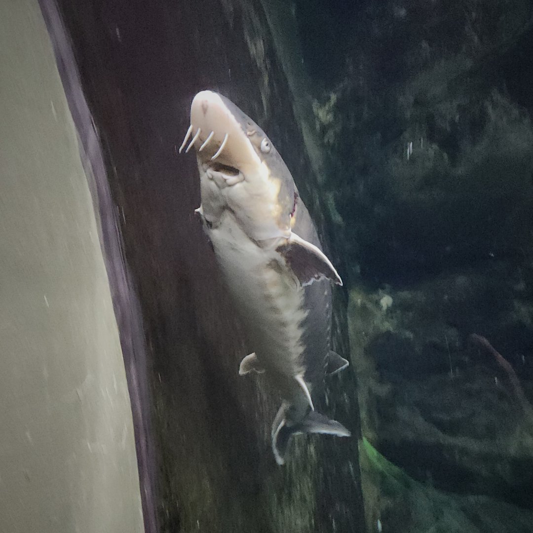 Shortnose Sturgeon (Acipenser brevirostrum)