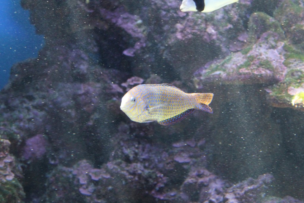 Shortnose Wrasse (Macropharyngodon geoffroy)