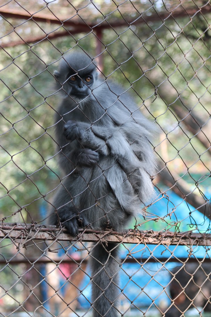 Shortridge's Langur (Trachypithecus shortridgei)