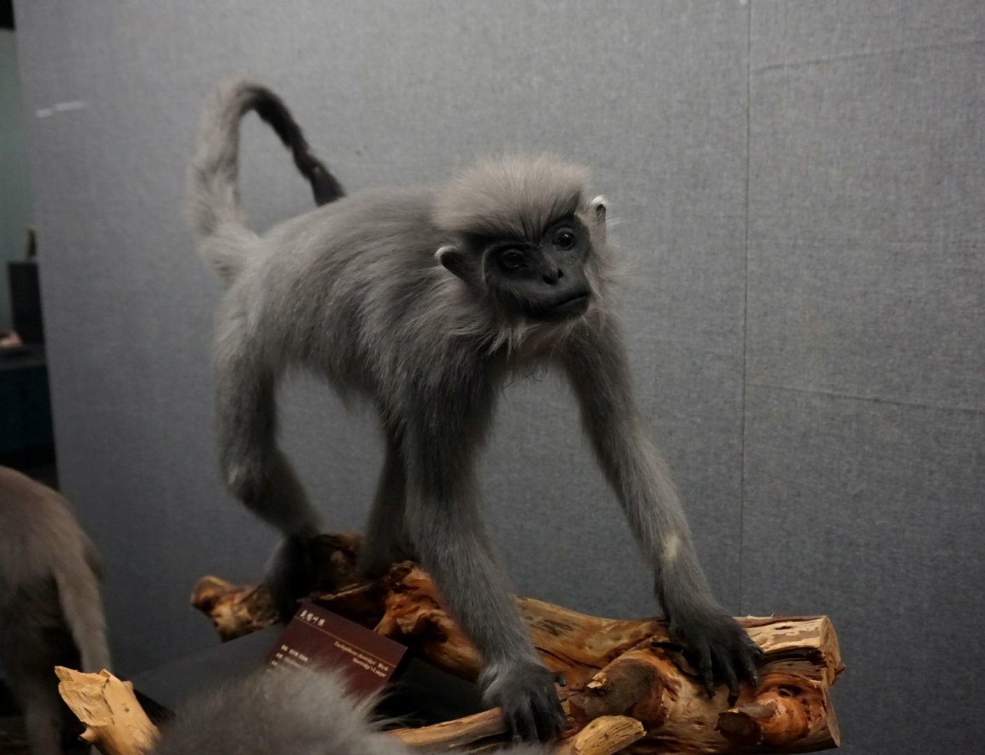 Shortridge’s Langur