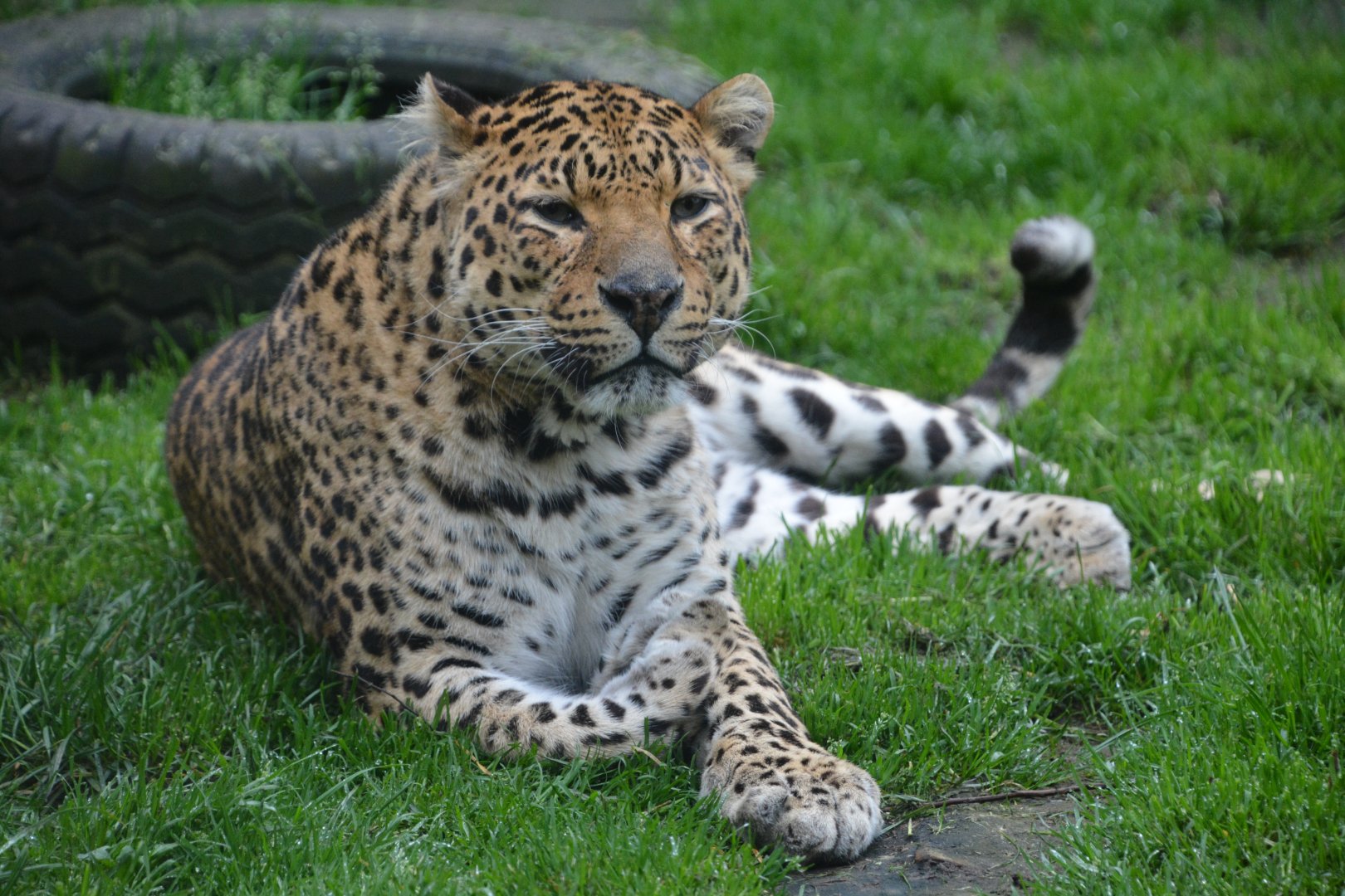 Shortridge's leopard (Panthera pardus cf. shortridgei)