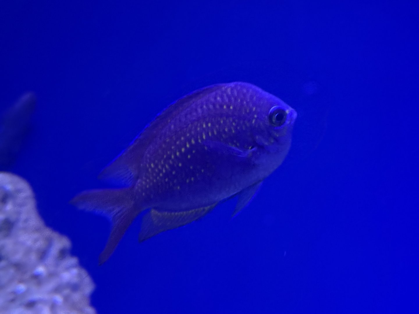 Shortsnout chromis