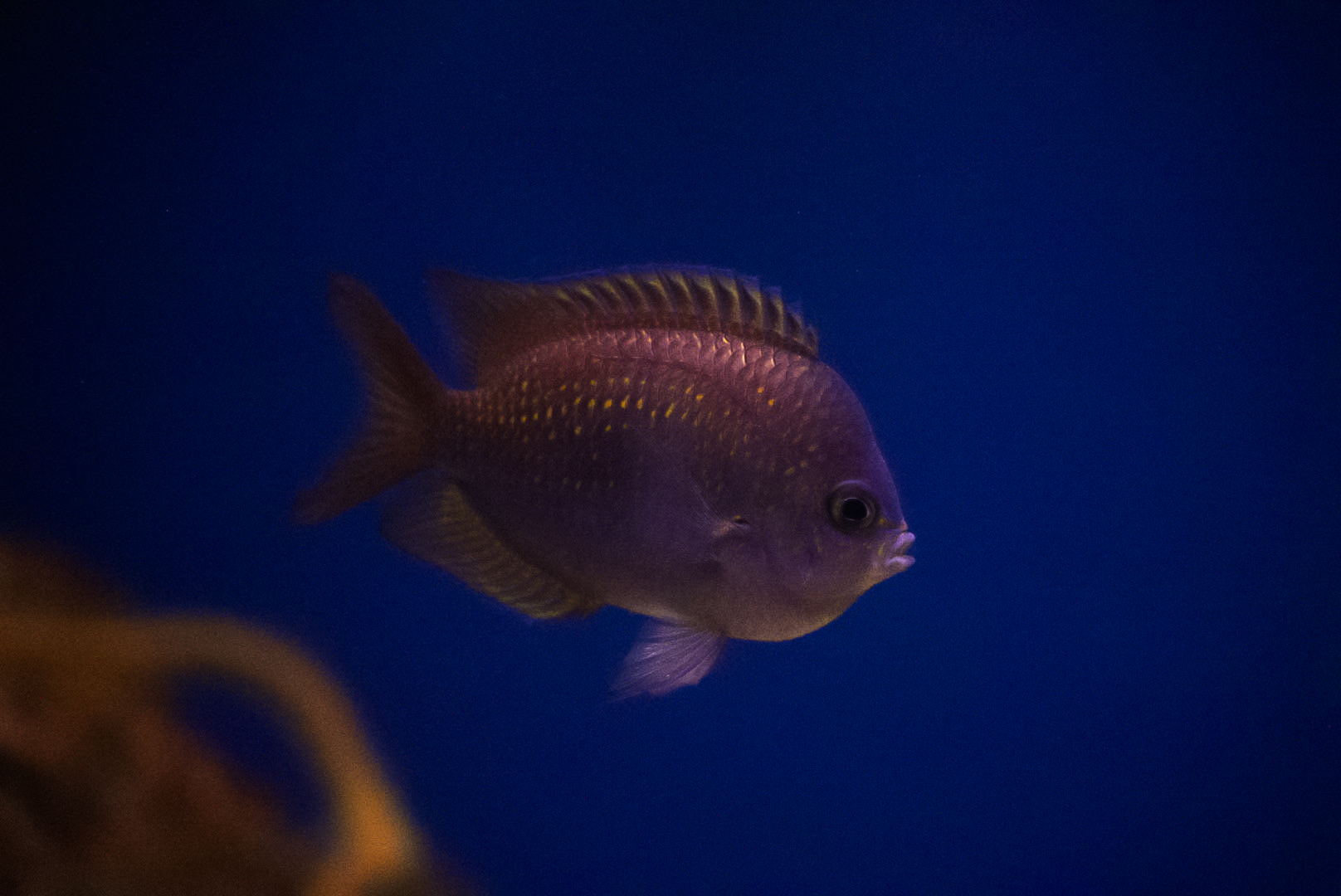 Shortsnout Chromis