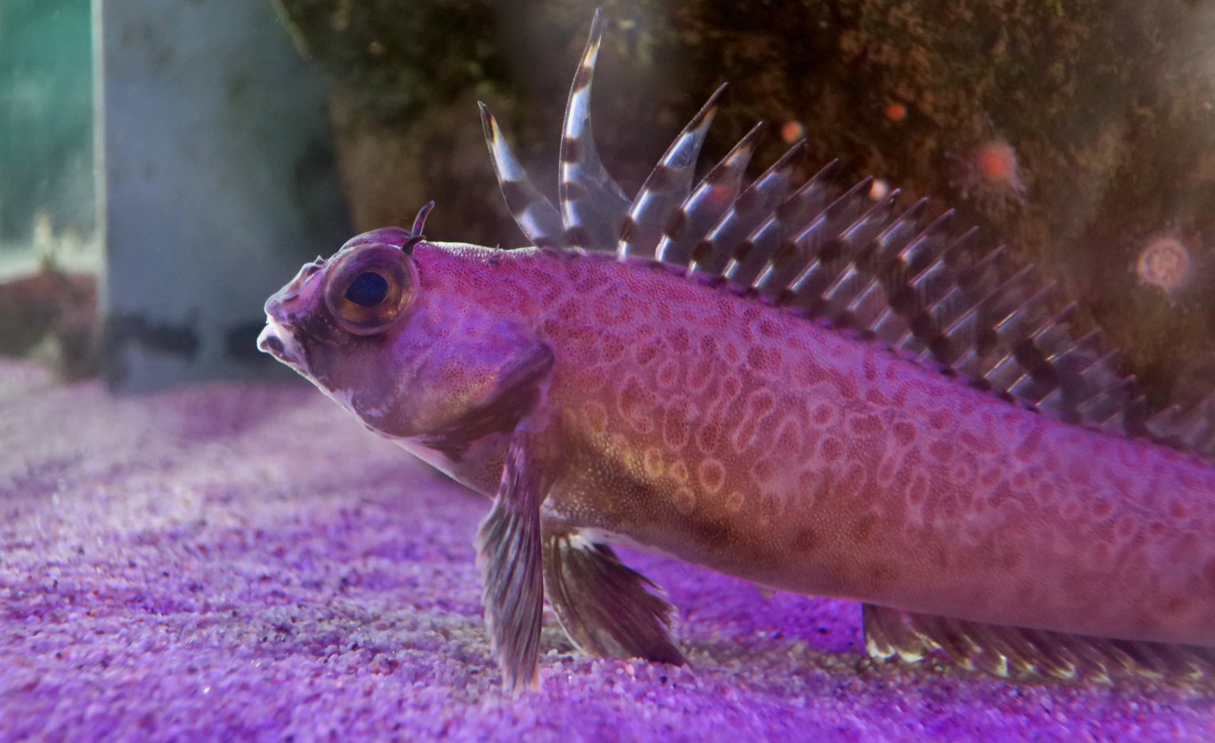 Shortspine Combfish (Zaniolepis frenata)