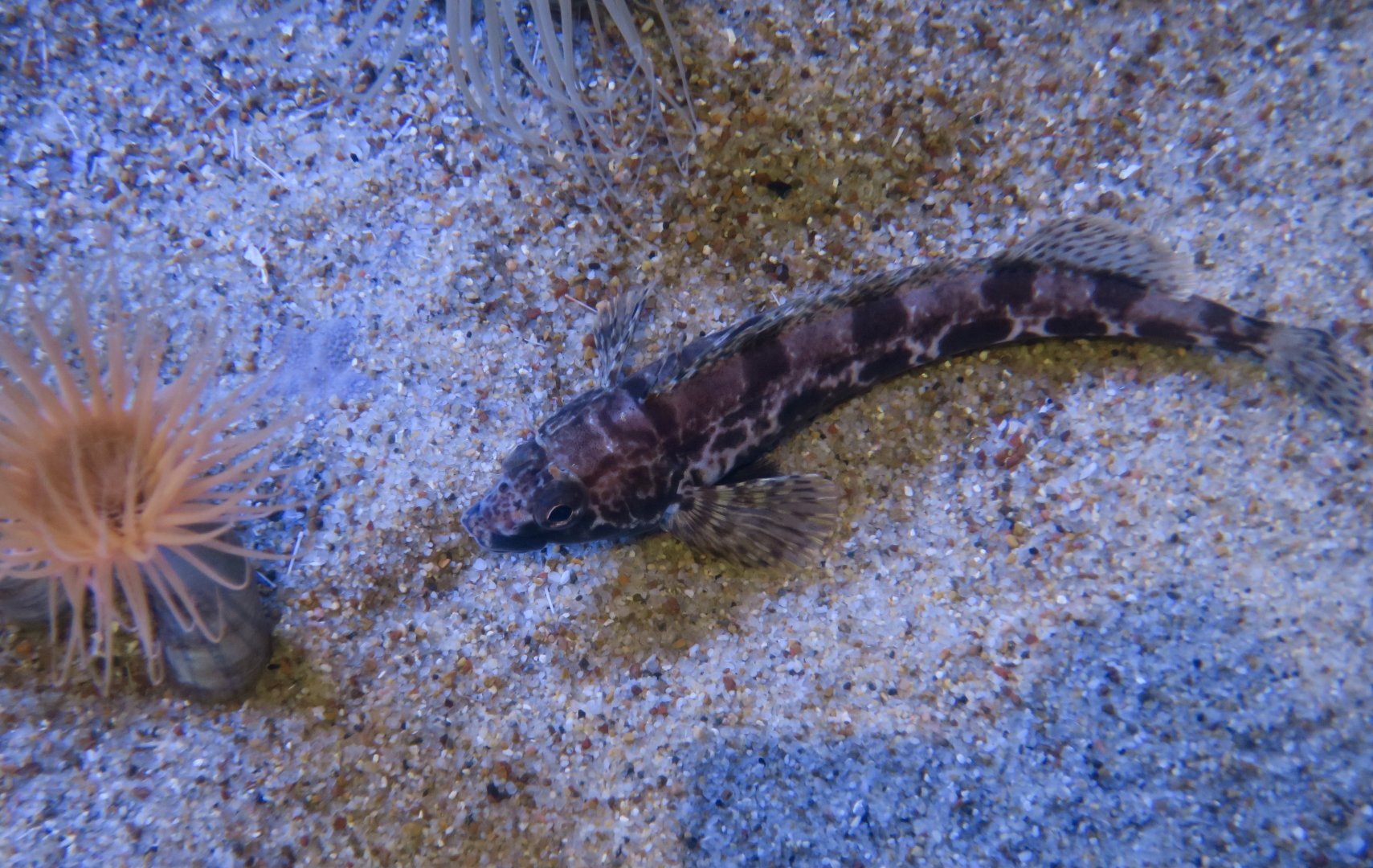 Shortspine Combfish (Zaniolepis frenata)