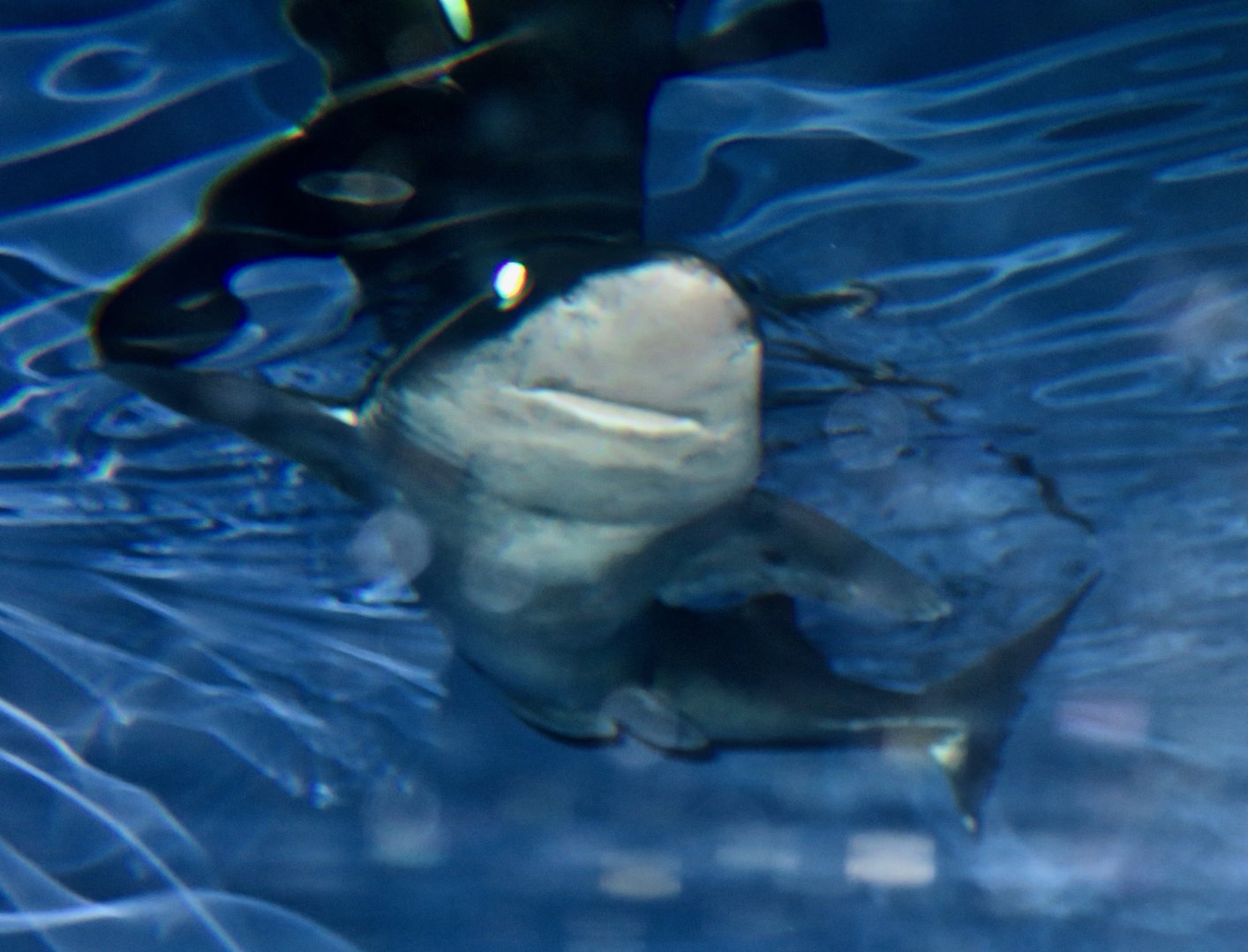 Shortspine Spurdog (Squalus mitsukurii)