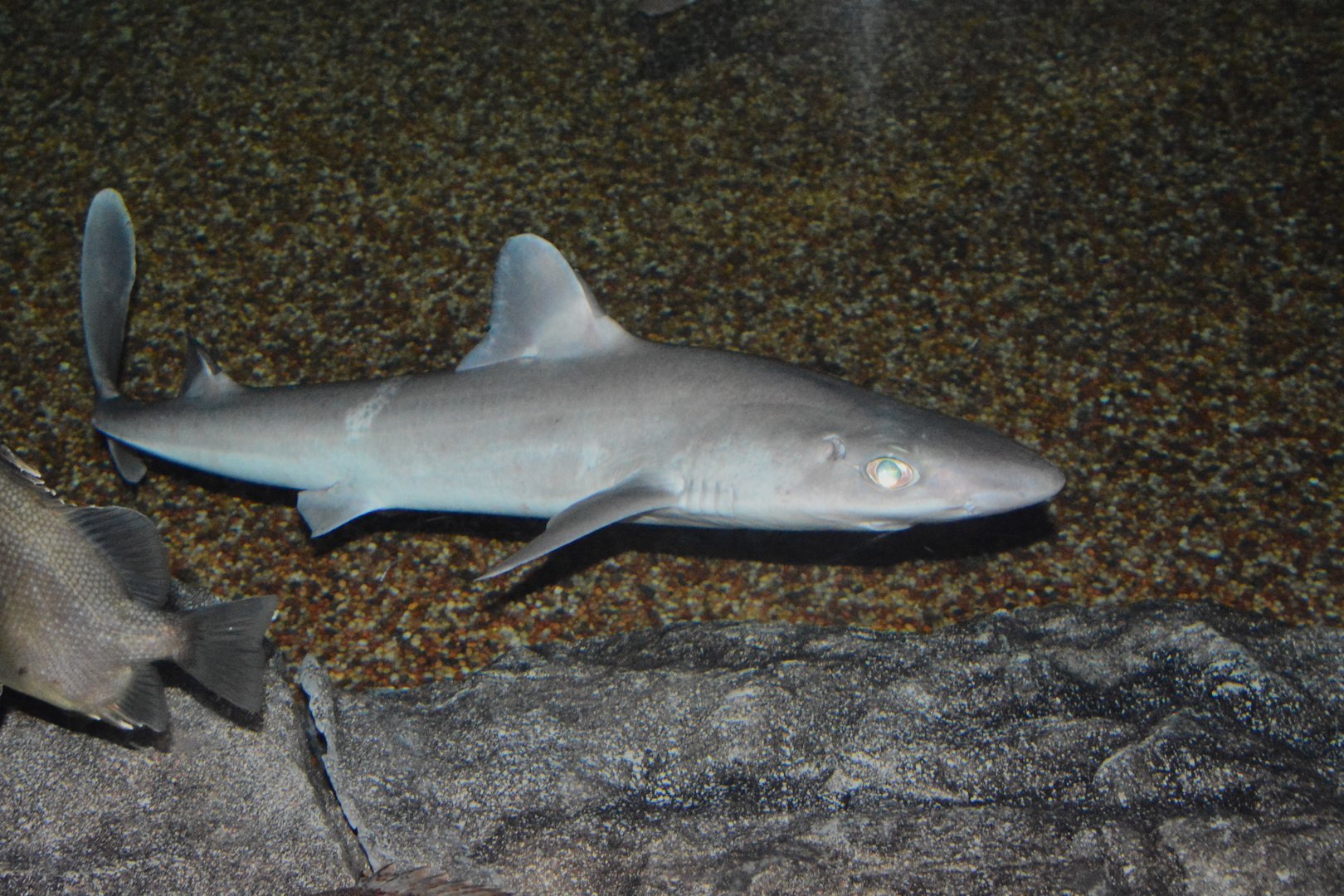 Shortspine spurdog (Squalus mitsukurii)