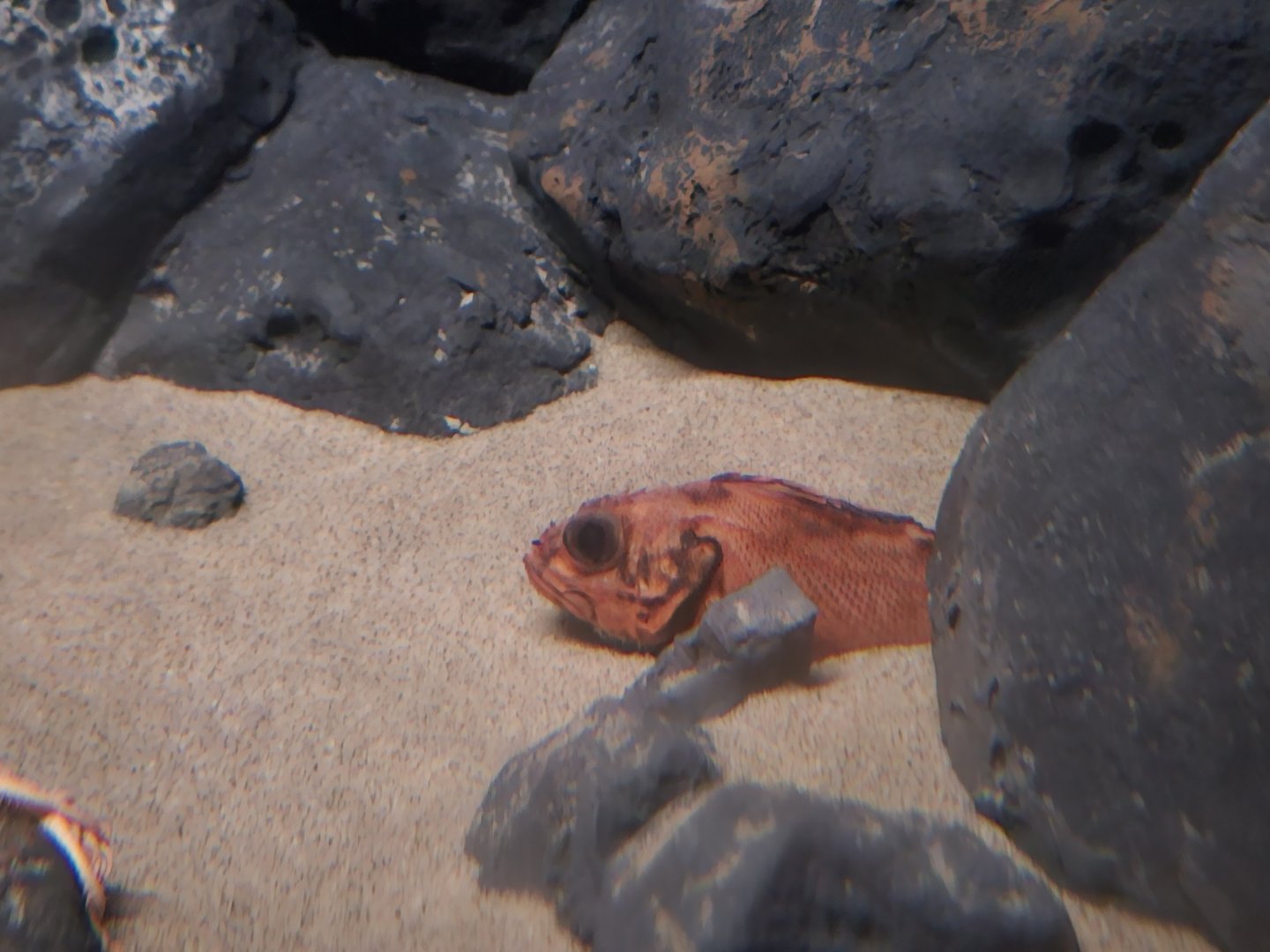 Shortspine Thornyhead*