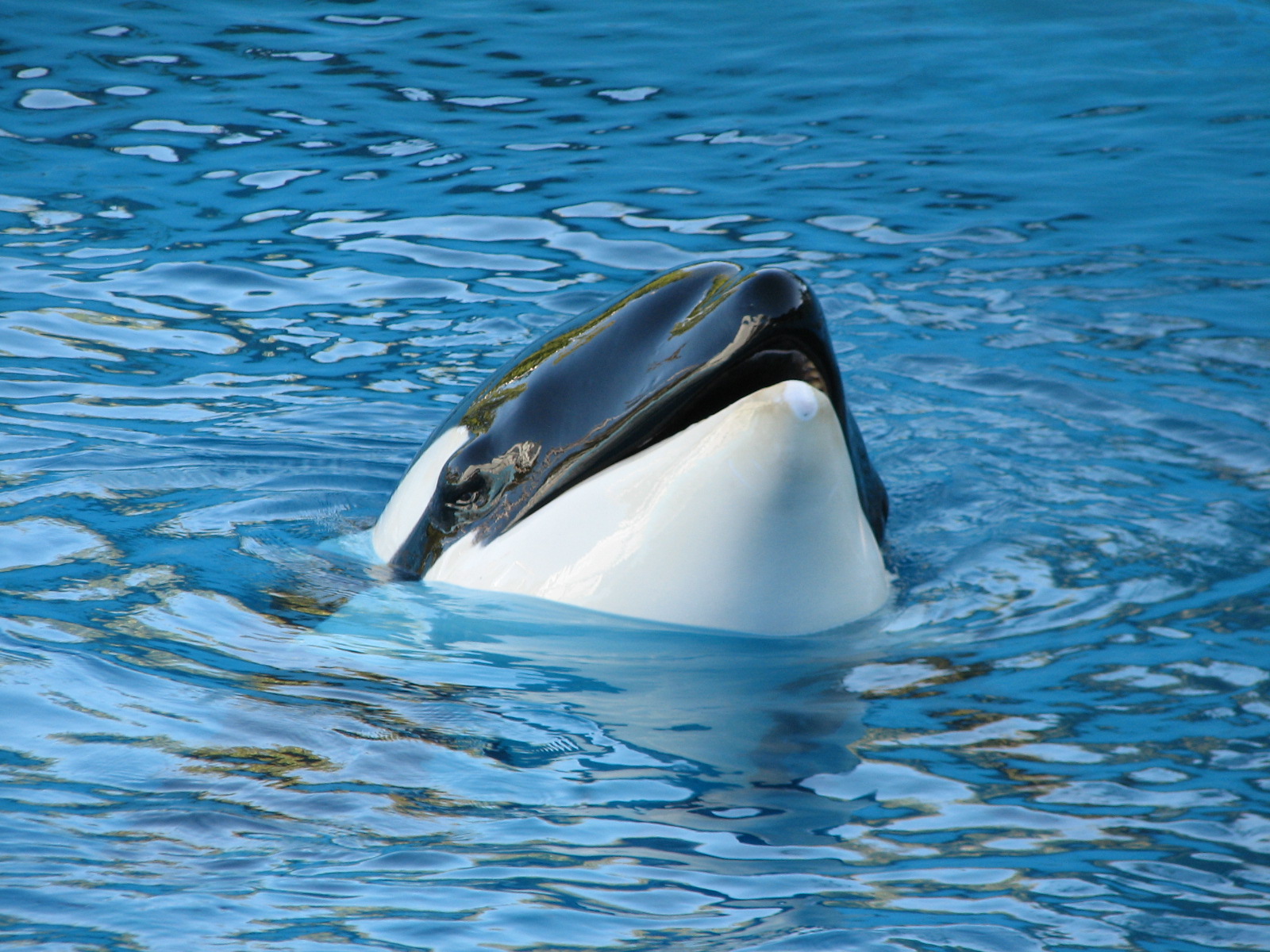Shouka Stadium - Shouka