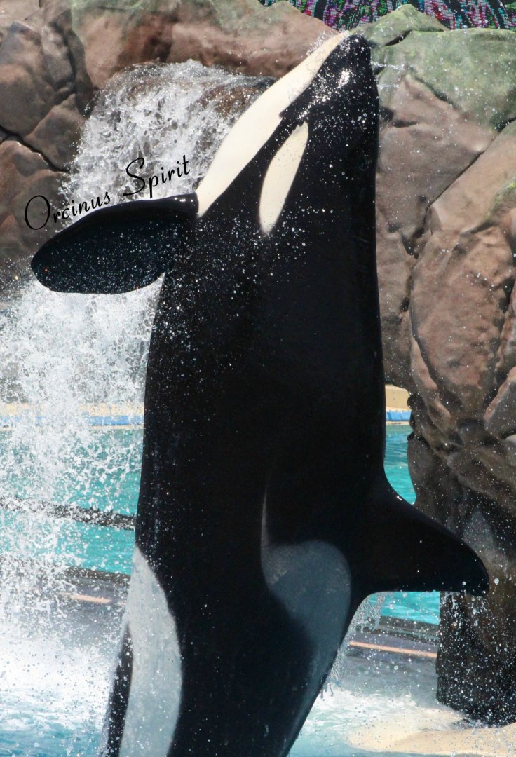 Shouka the High Flying Orca