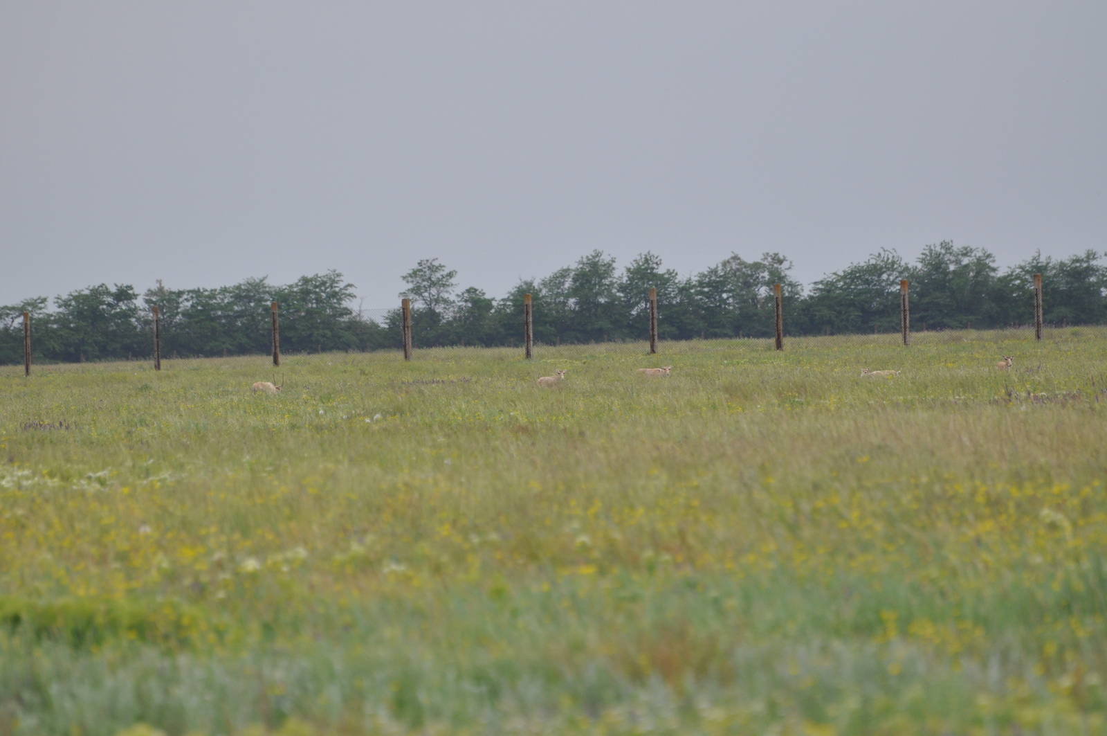 Should be Russian saiga antelope/ Saiga tatarica tatarica