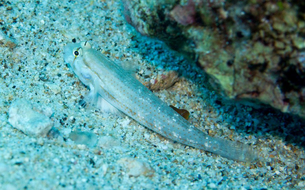Shoulder-bar Goby
