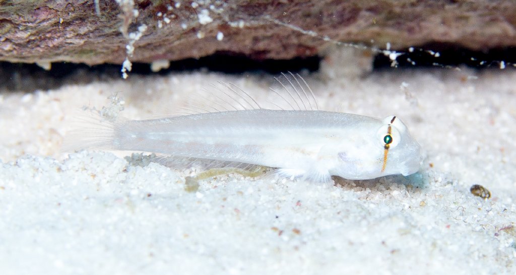 Shoulderbar Goby