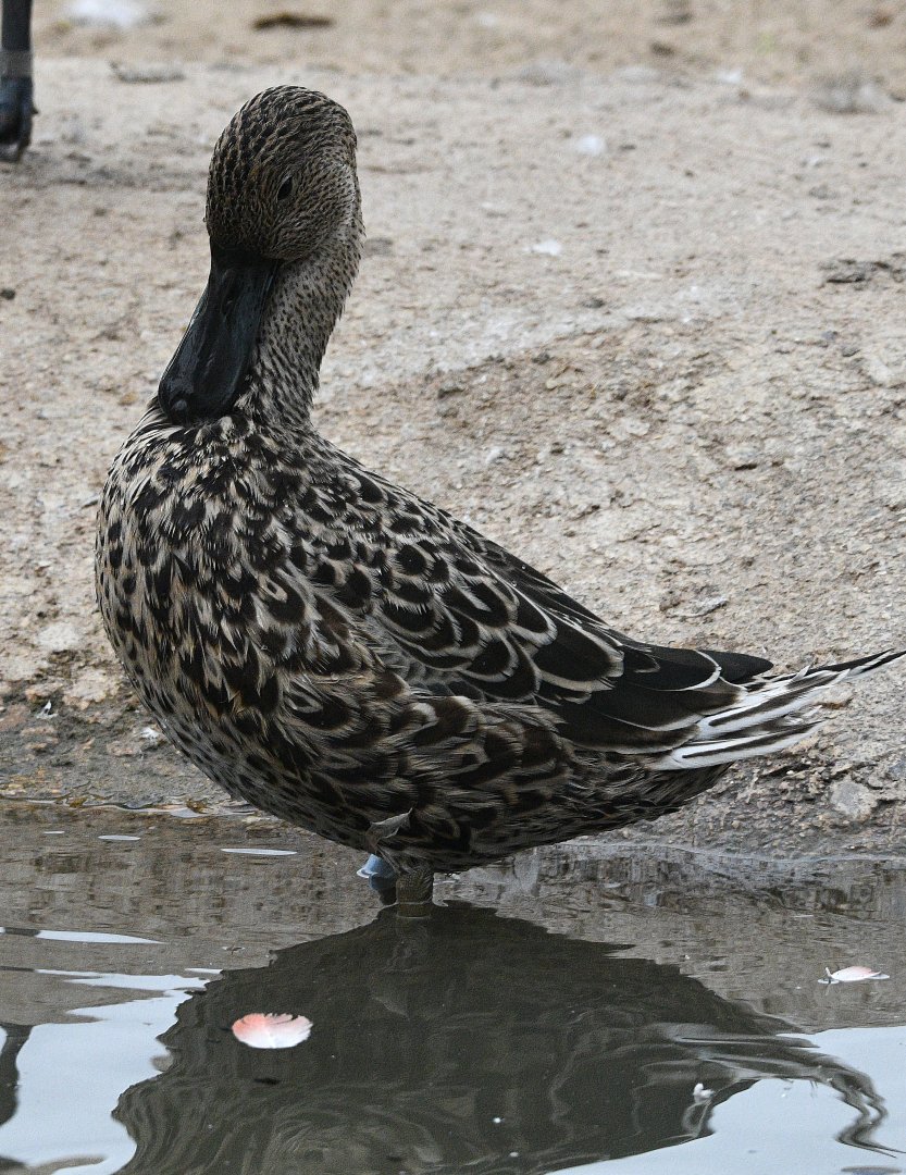 Shoveler ID please? possible female 17 08 2024 taken in captive collection