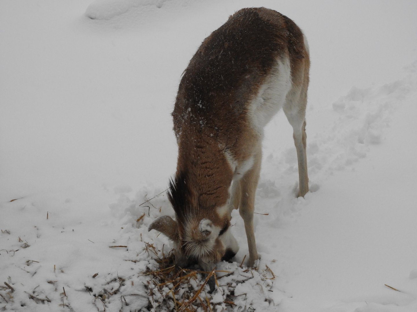 Shoveling in the Snow!
