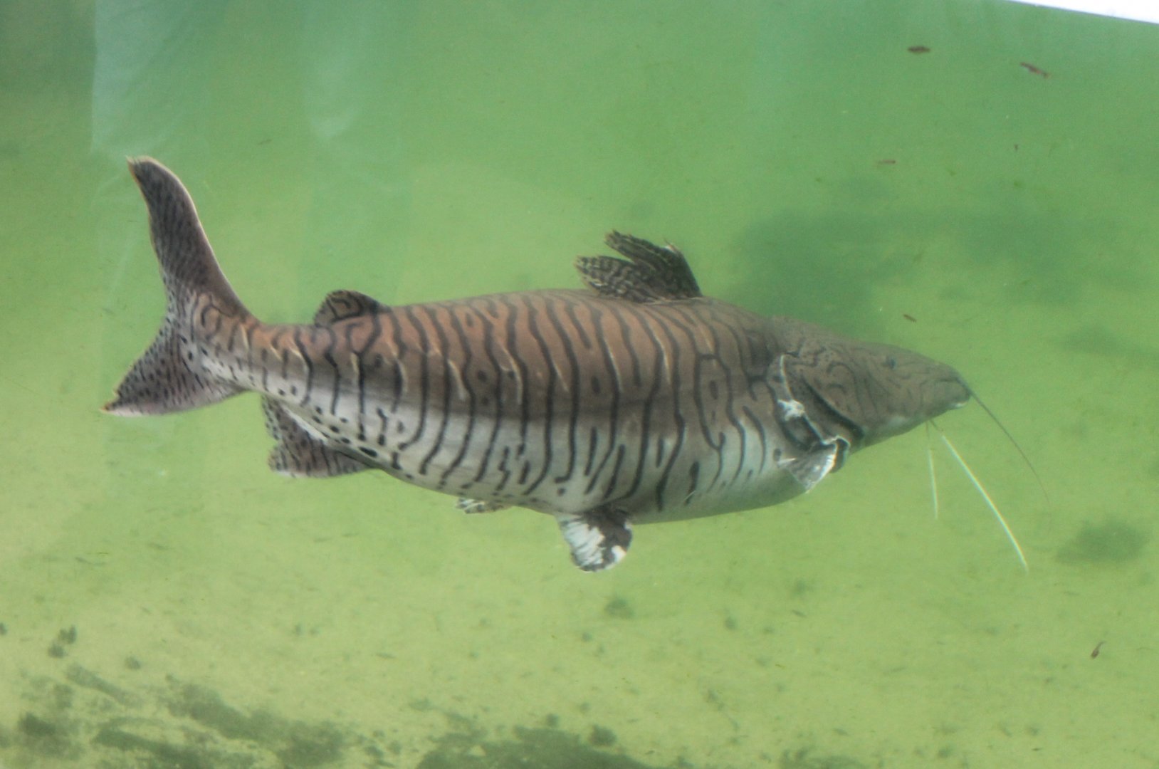Shovelnose Catfish - Pseudoplatystoma species