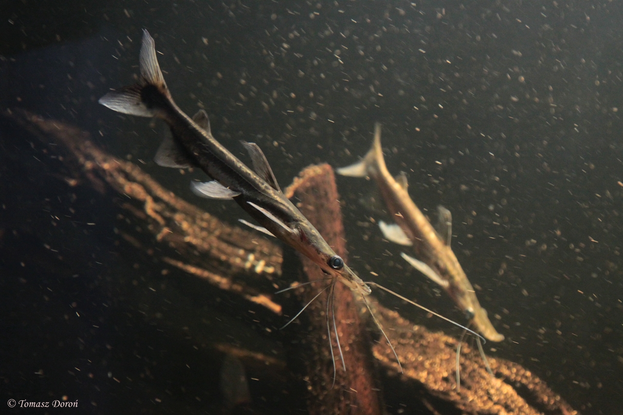 Shovelnose Catfish (Sorubim lima)