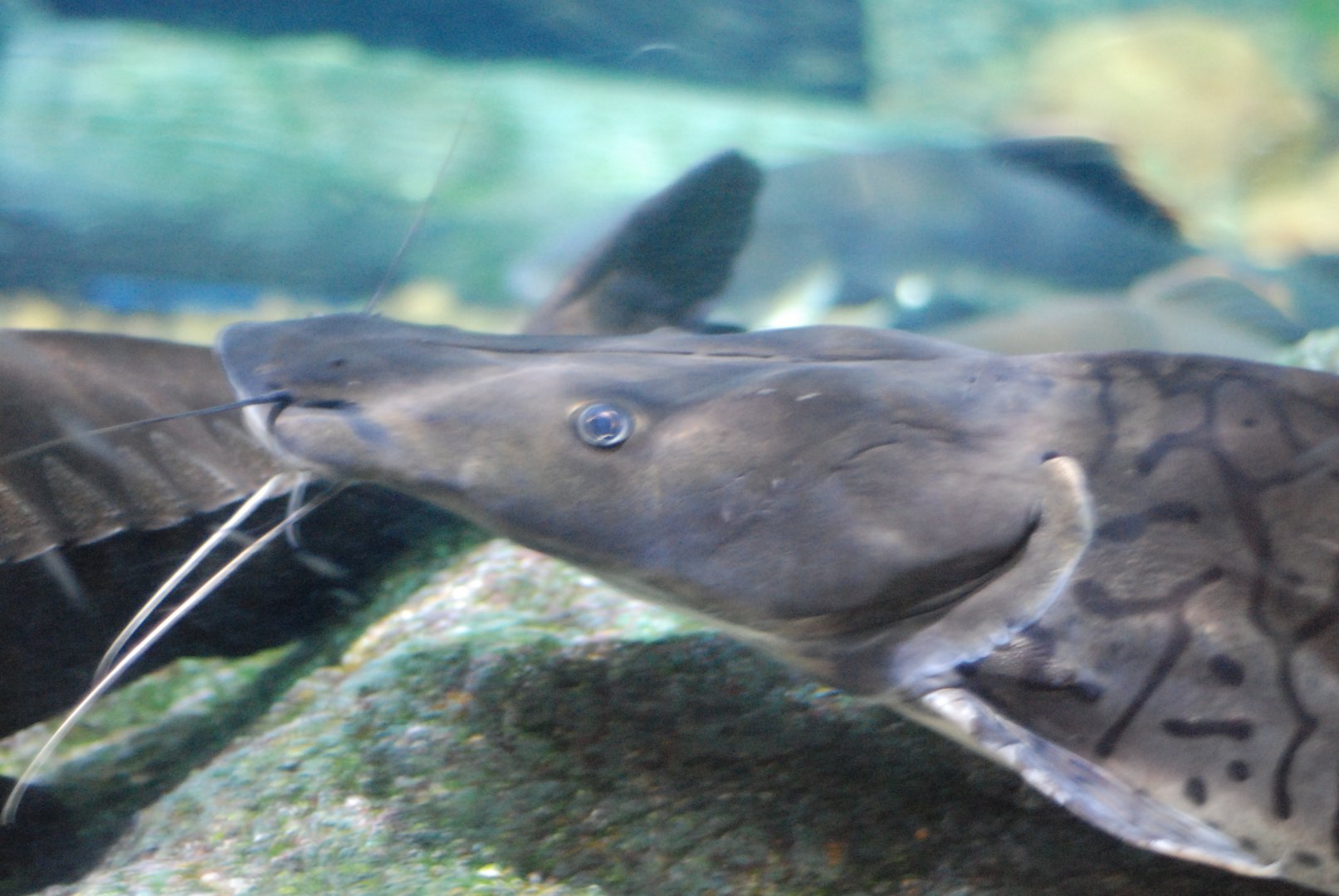 Shovelnose Catfish
