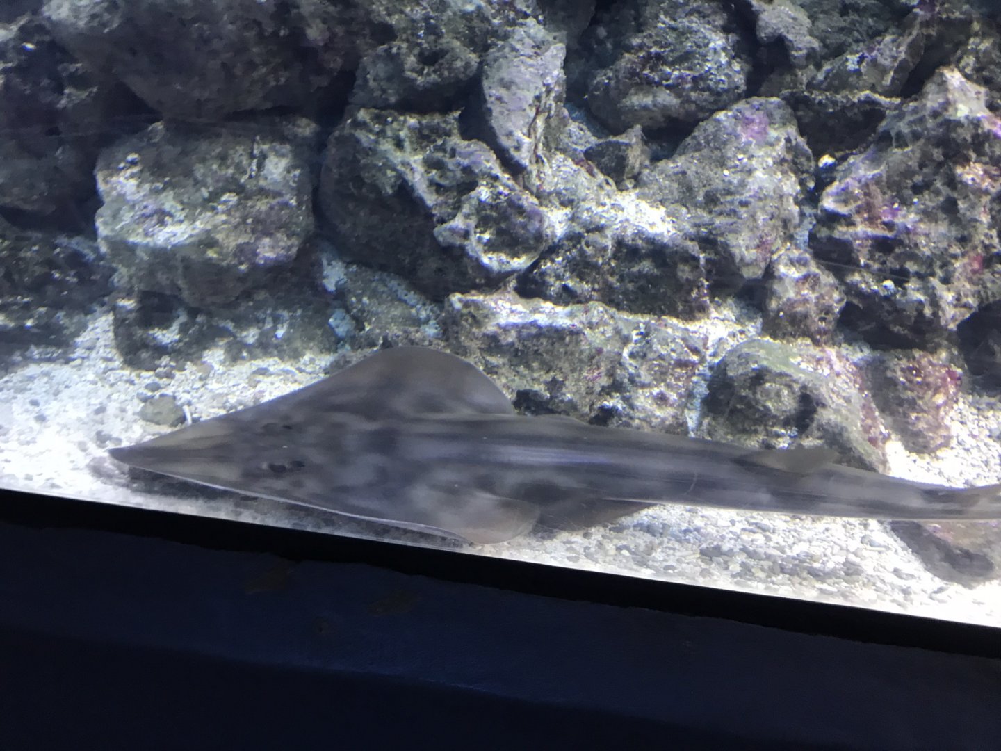 Shovelnose guitarfish 280118