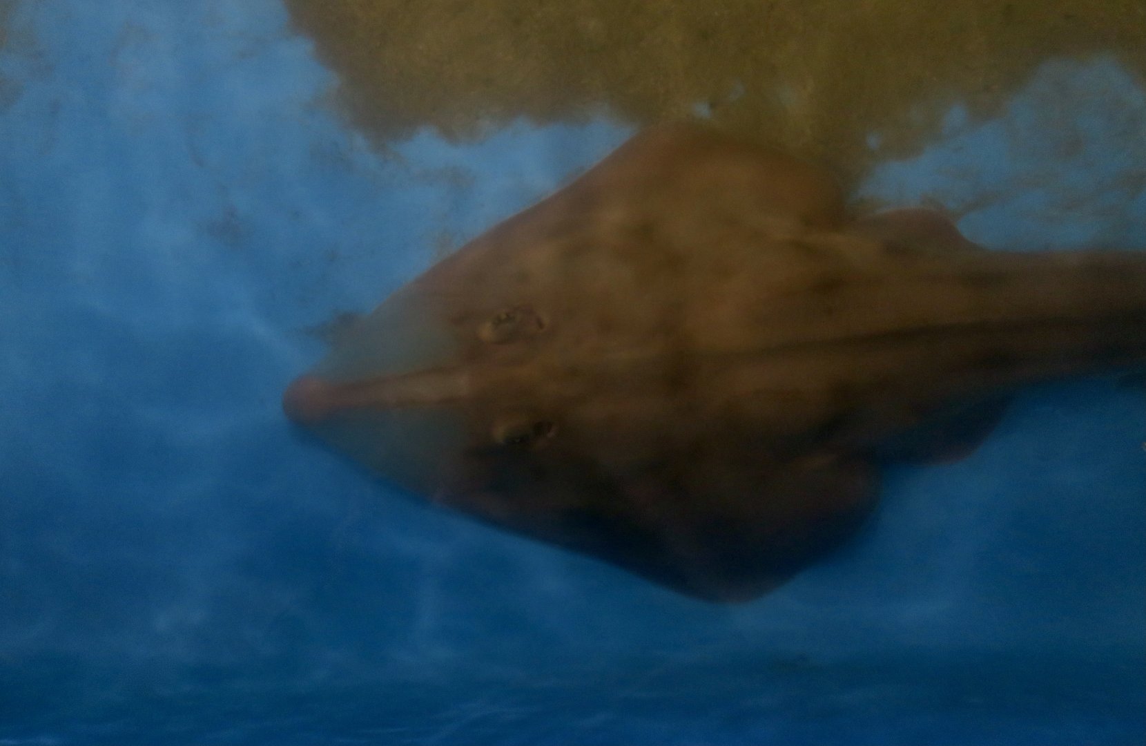 Shovelnose Guitarfish (Pseudobatos productus)