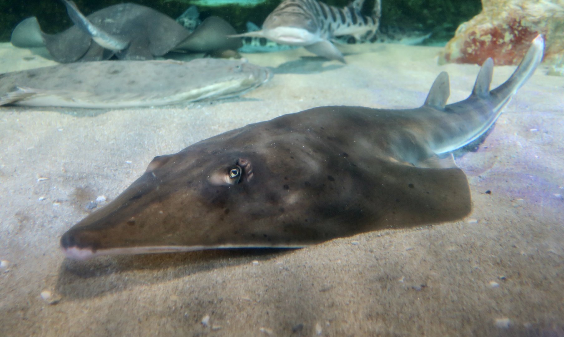 Shovelnose Guitarfish (Pseudobatos productus)