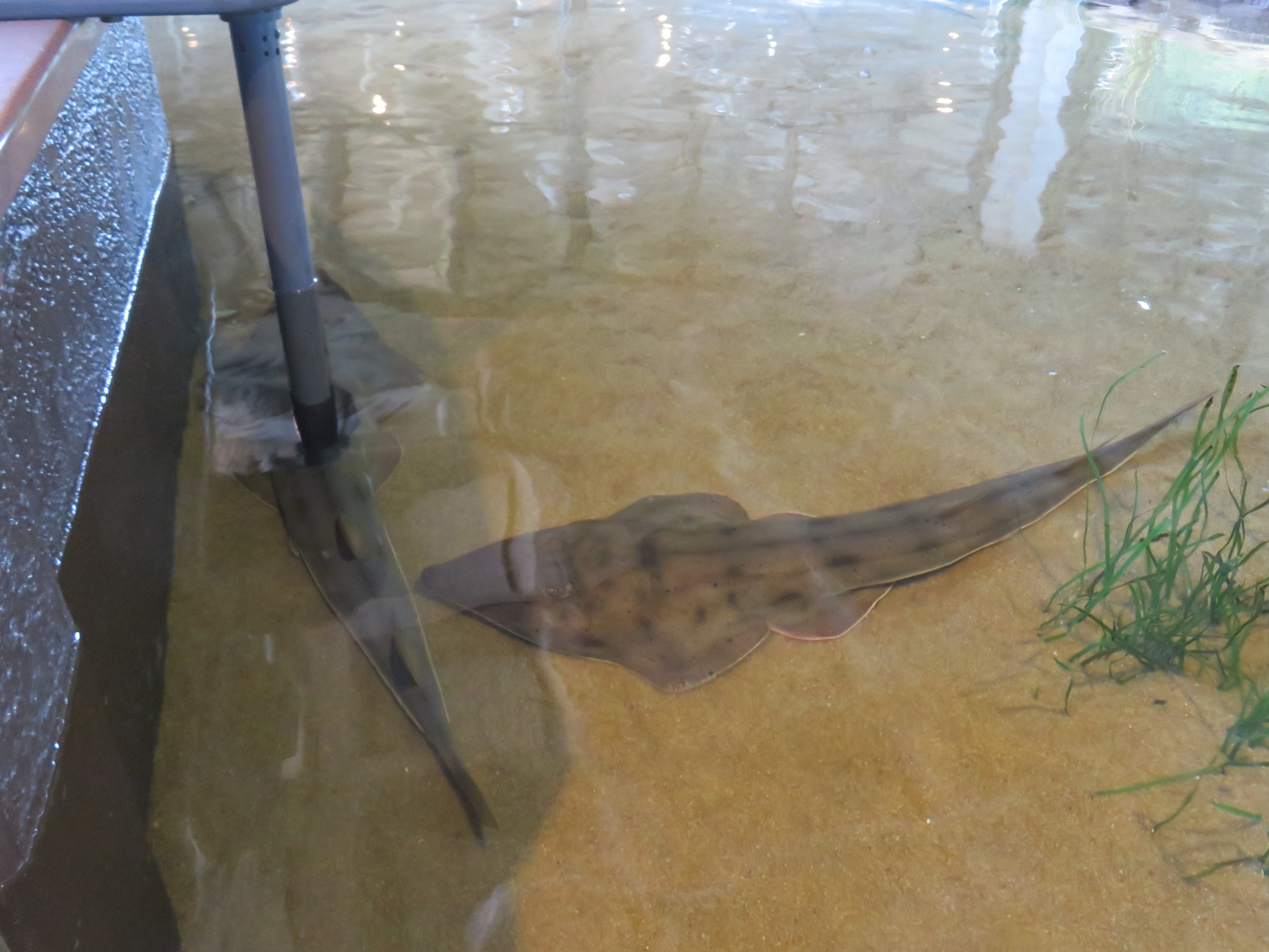 Shovelnose Guitarfish