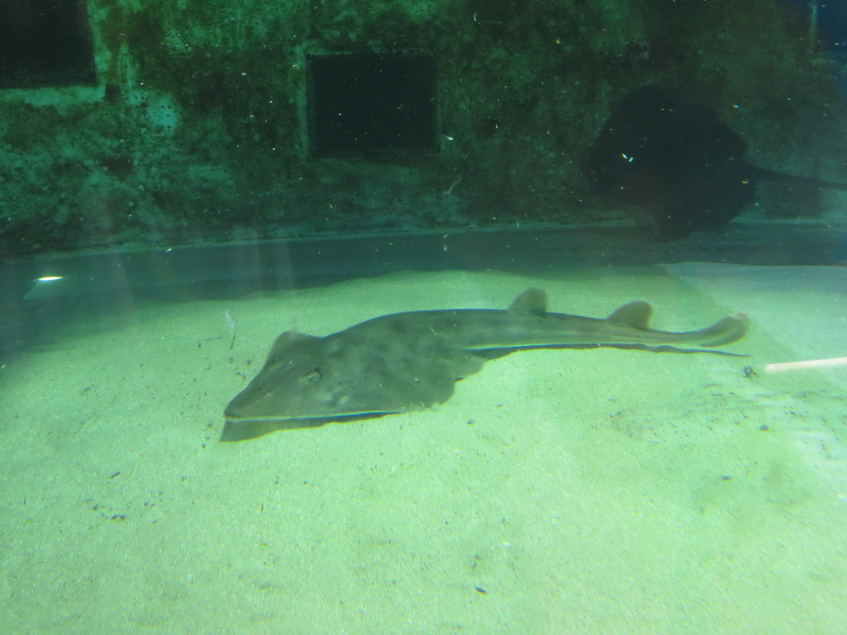 Shovelnose Guitarfish