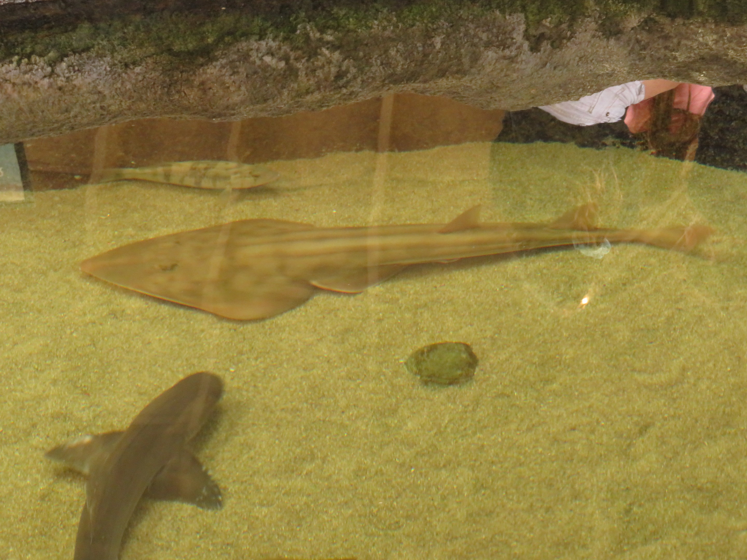 Shovelnose Guitarfish
